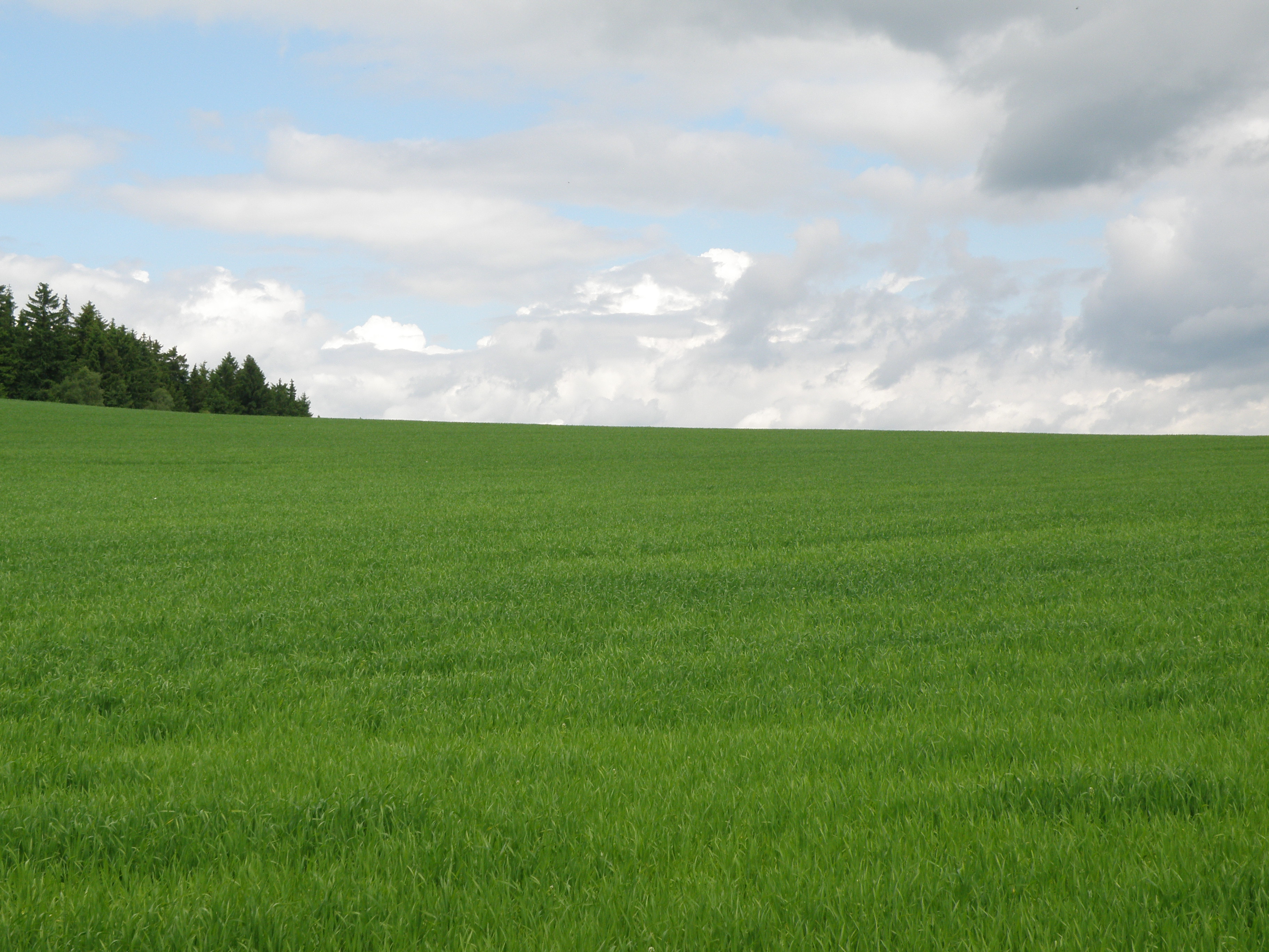 Beautiful green fields, trees, and white fluffy clouds