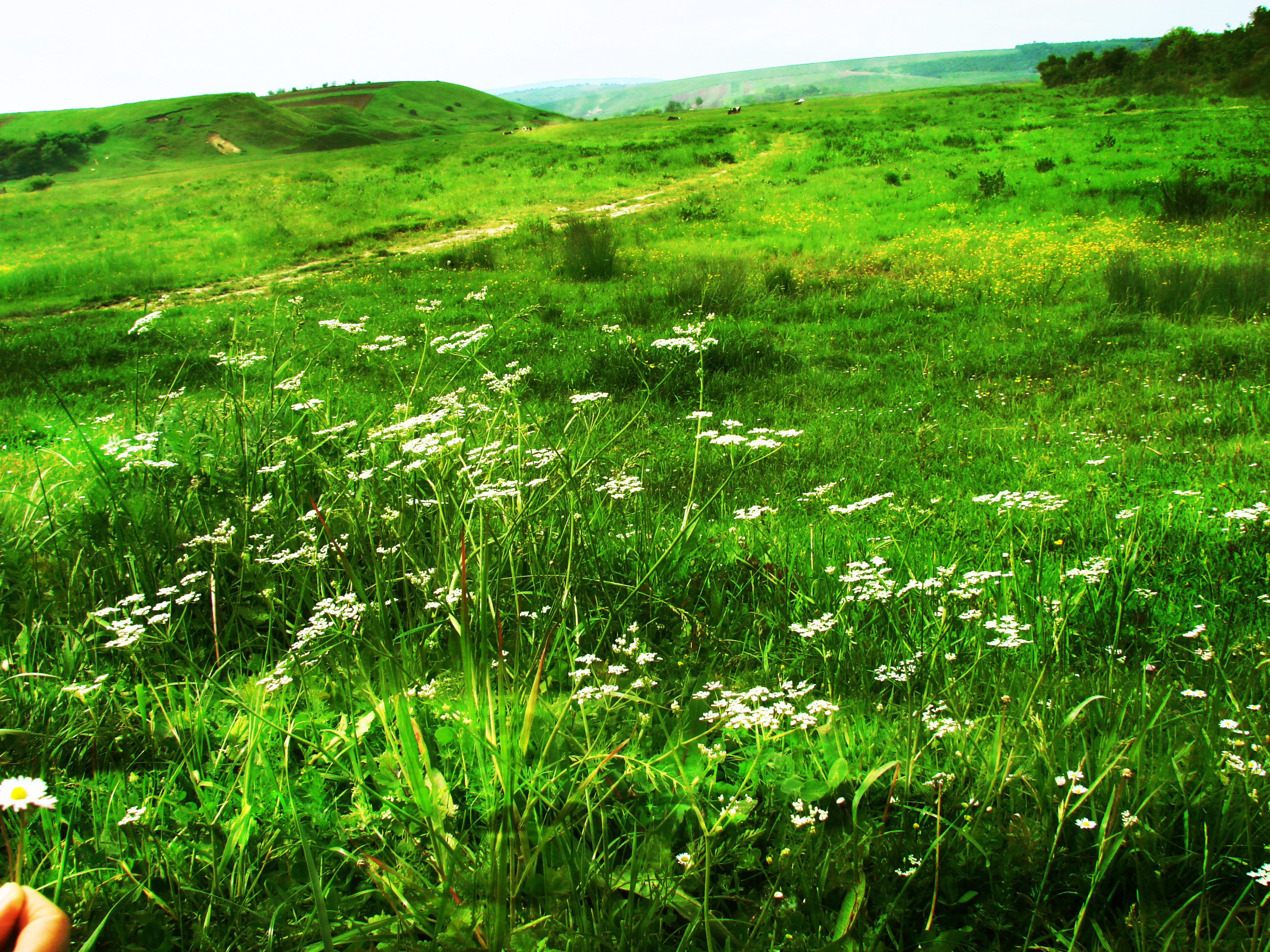 green field v1 by lorylinn-stock on DeviantArt