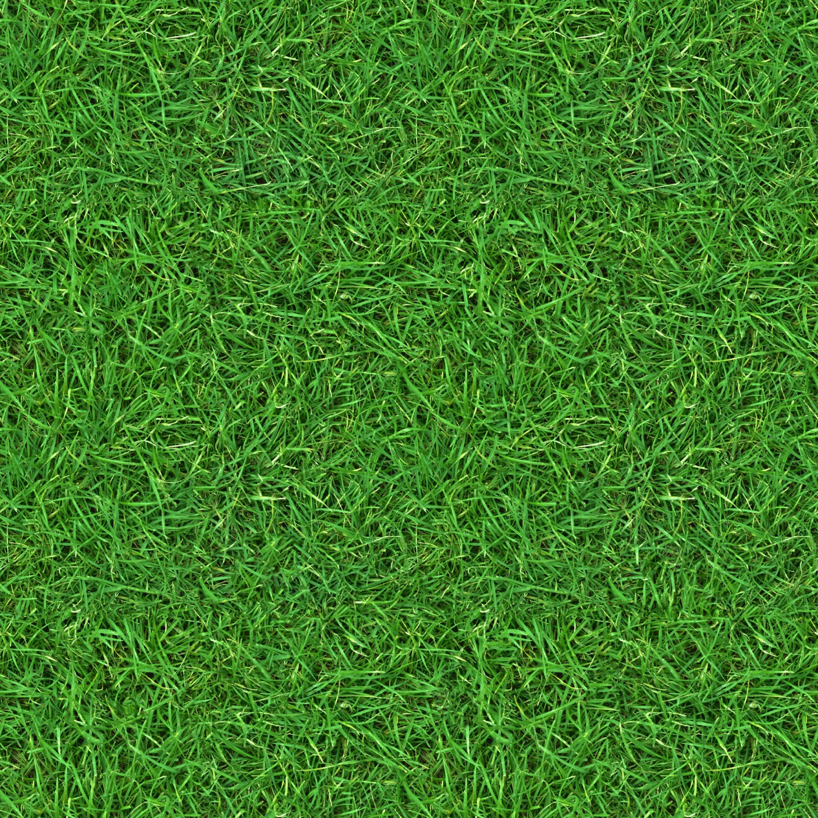 Green field texture photo
