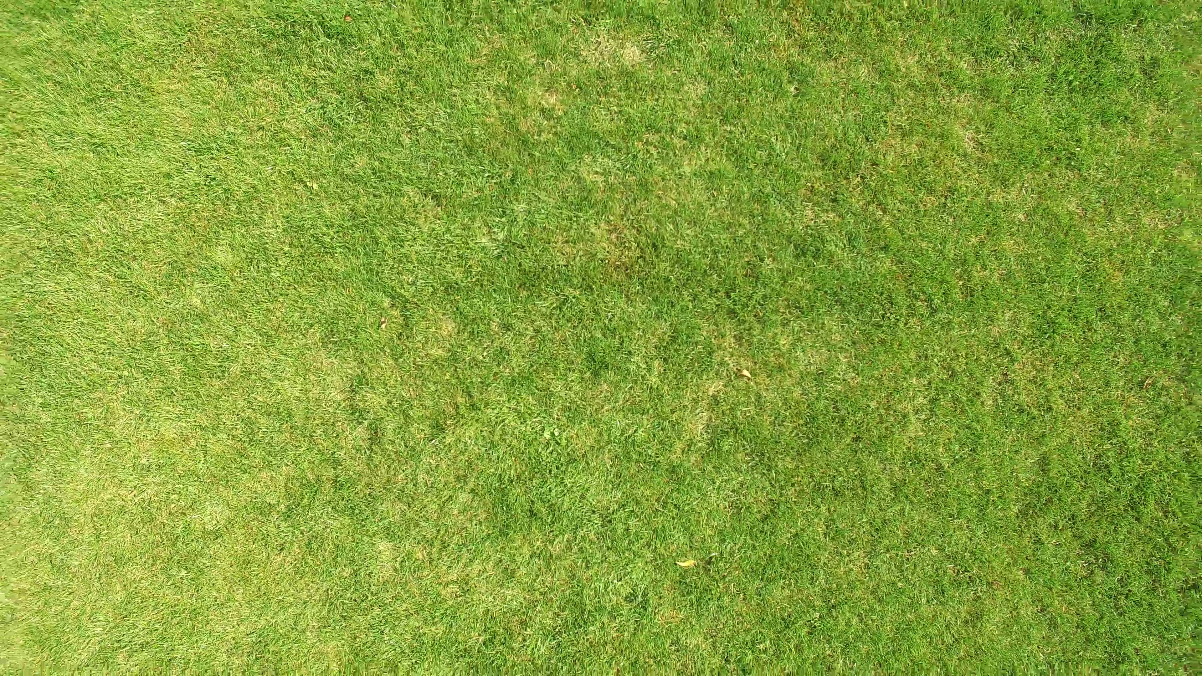 Background of young green wheat on the field. Aerial shot Texture of ...