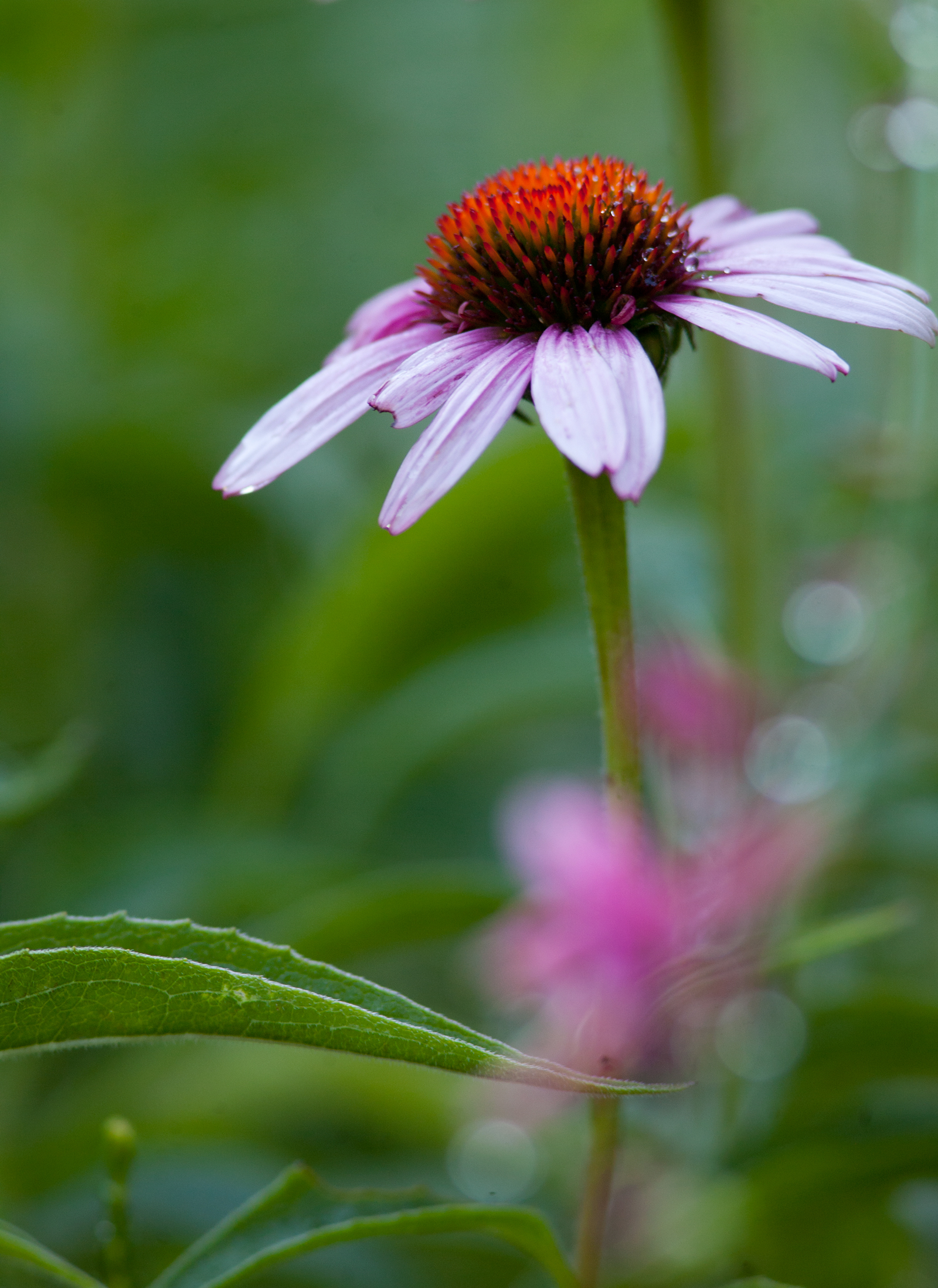 Cone Flower – Vertical | American River Photography and Design