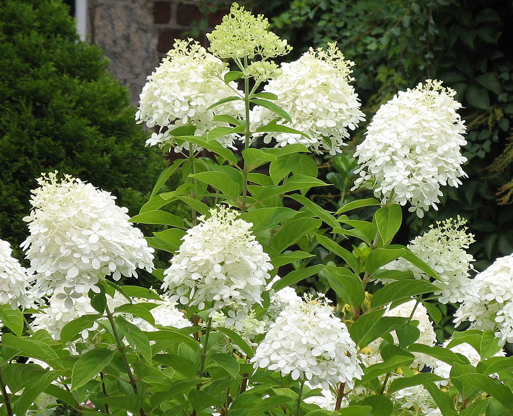 Pee Gee Hydrangea (1.25m)Very large cone-shaped white flower heads ...
