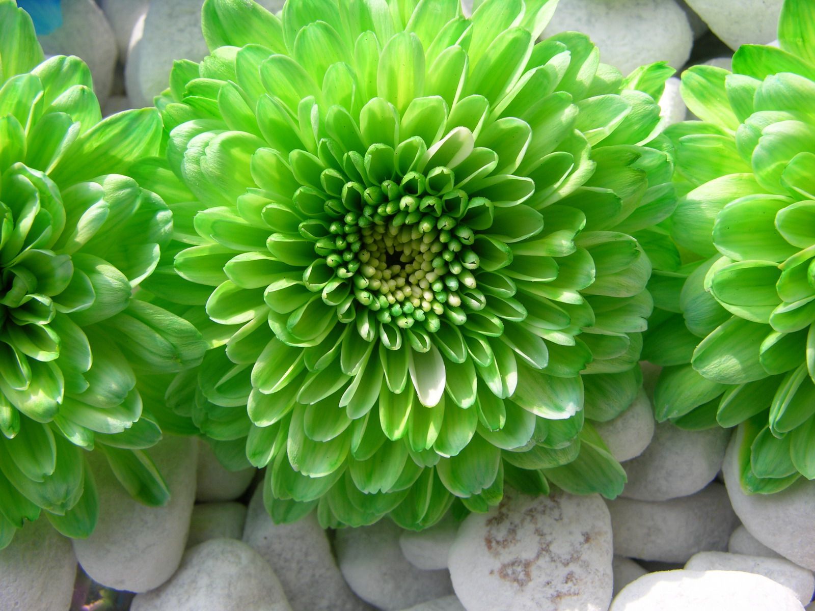 Picture Of Green Flowers | Stock Flower Images | Pinterest | Green ...