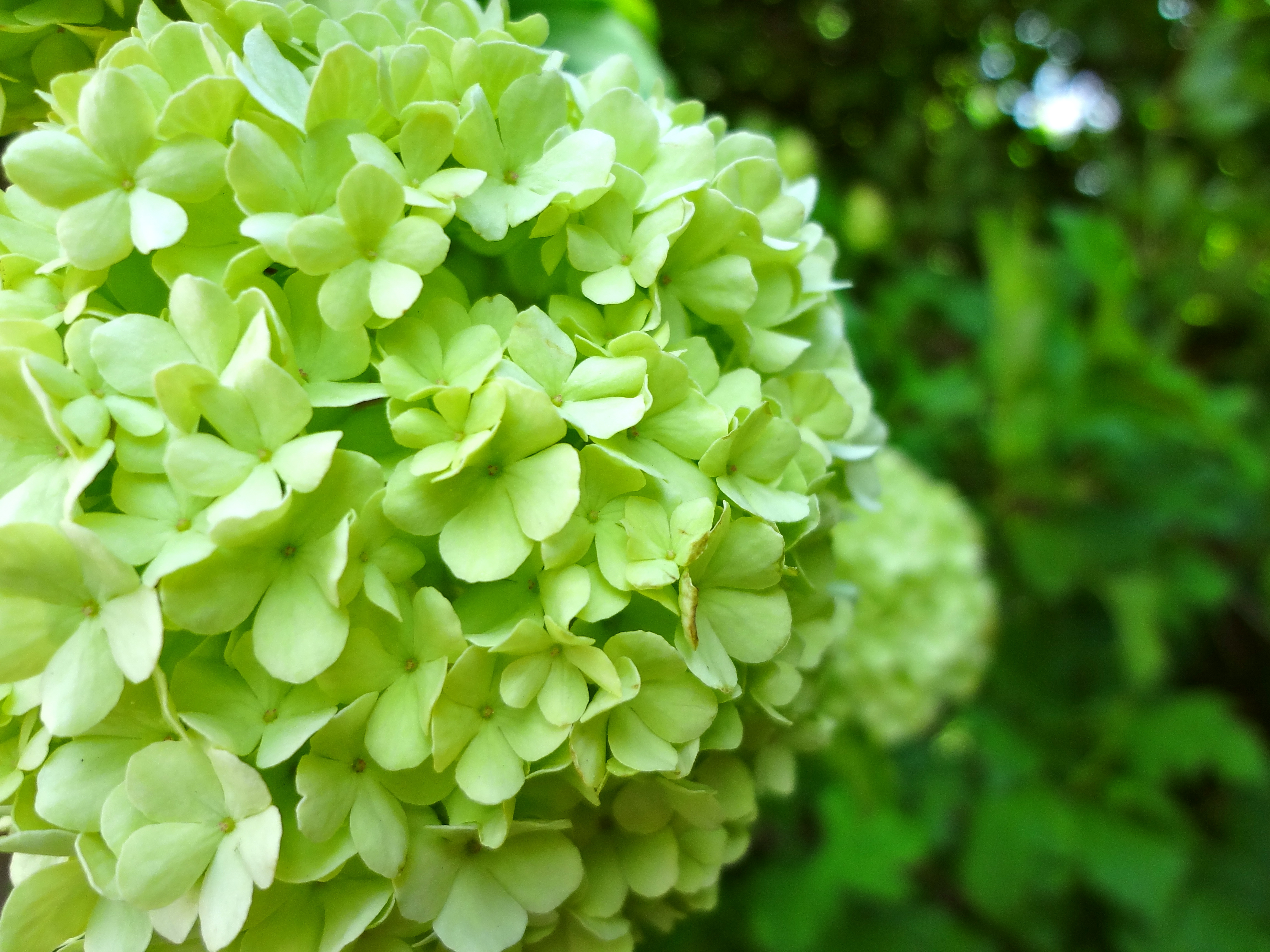 Is green and beautiful. Грин Флауэрс. Флоксы лайм. Зеленые цветы. Зеленый пушистый цветок.