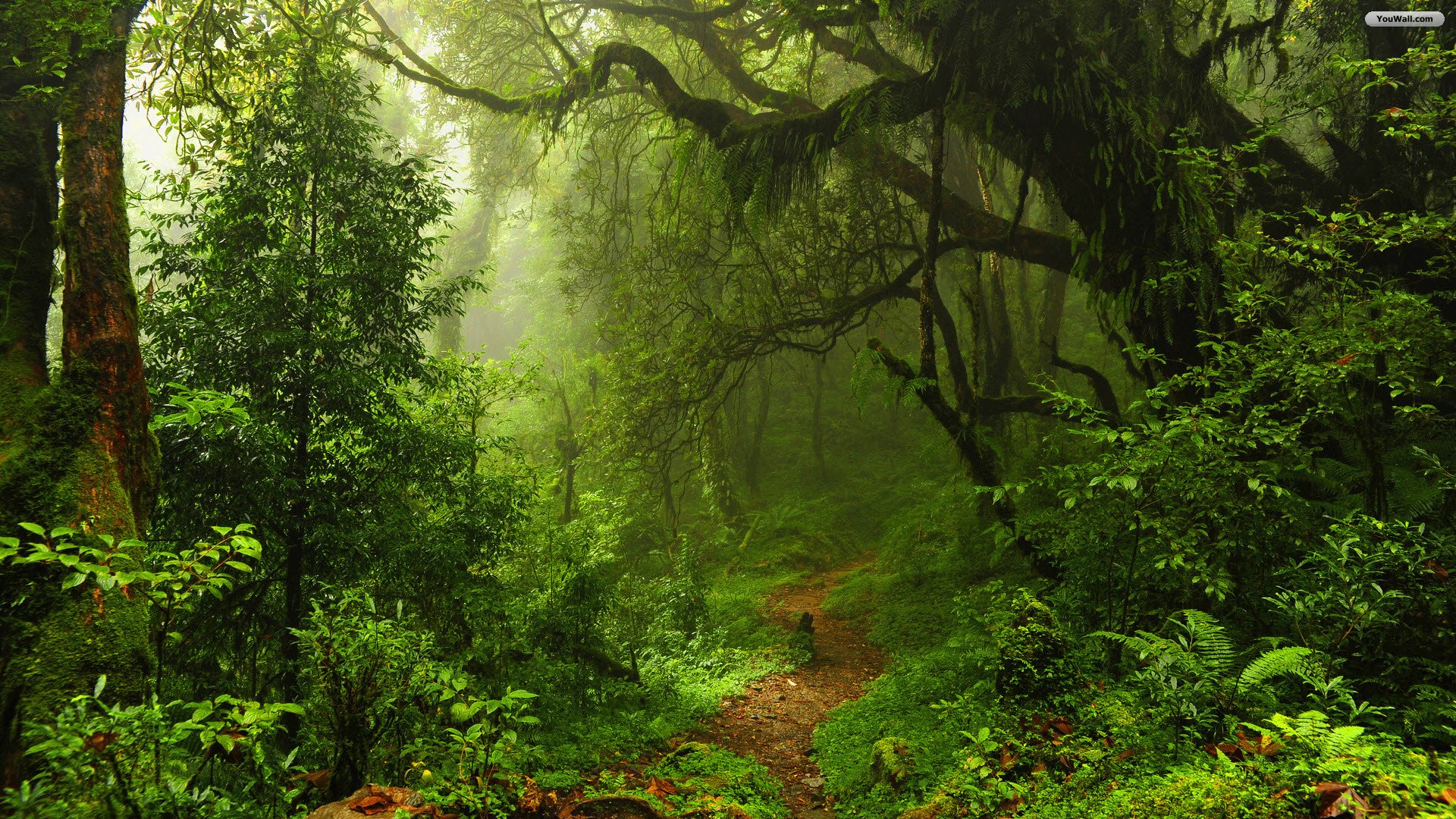 Green forest photo