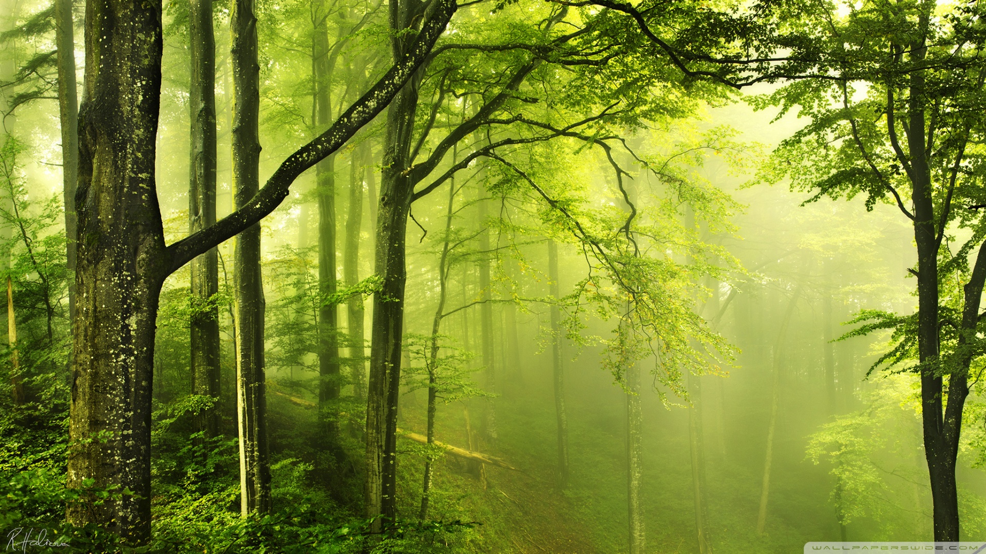 Beautiful Green Forest ❤ 4K HD Desktop Wallpaper for 4K Ultra HD TV ...