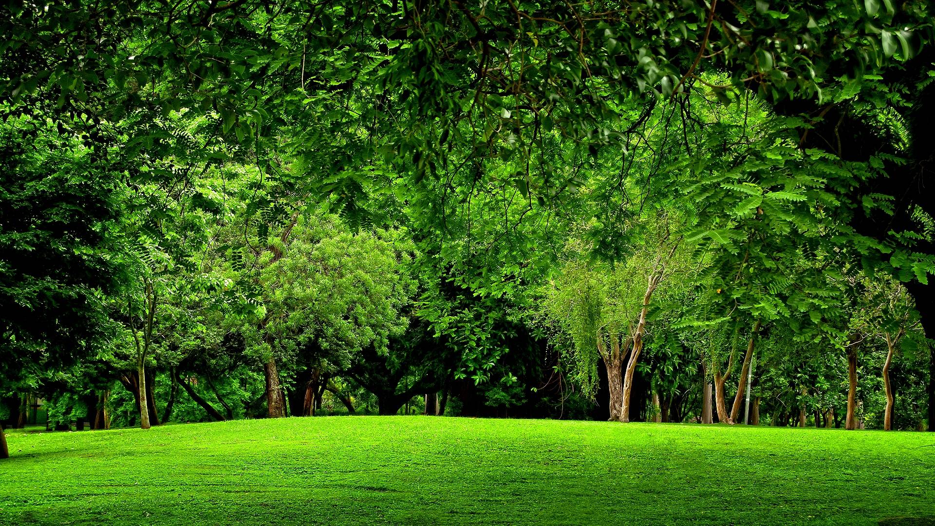 Green forest photo