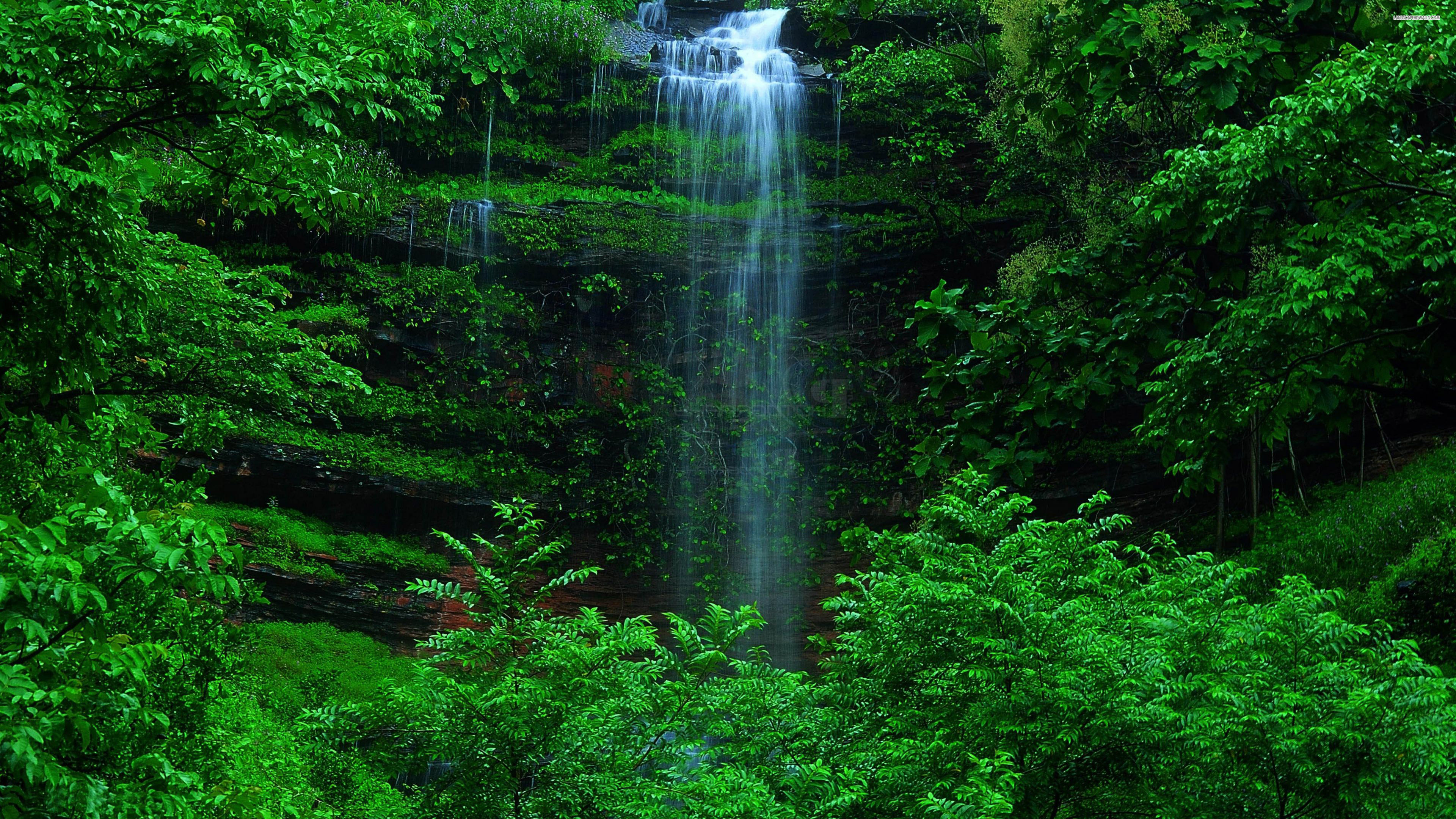 Free Photo Green Forest Daylight Park Wilderness Free Download Jooinn