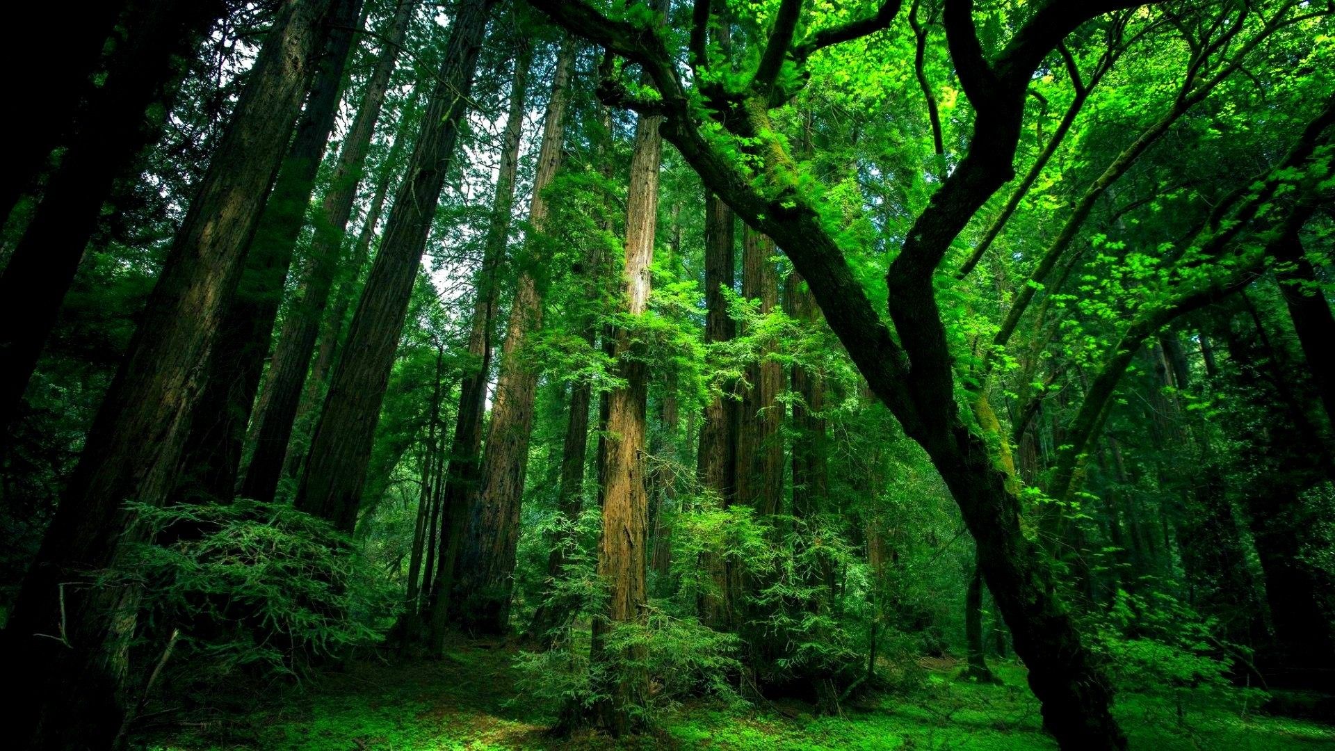 Natural green forest wallpaper - http://www.0wallpapers.com/2927 ...