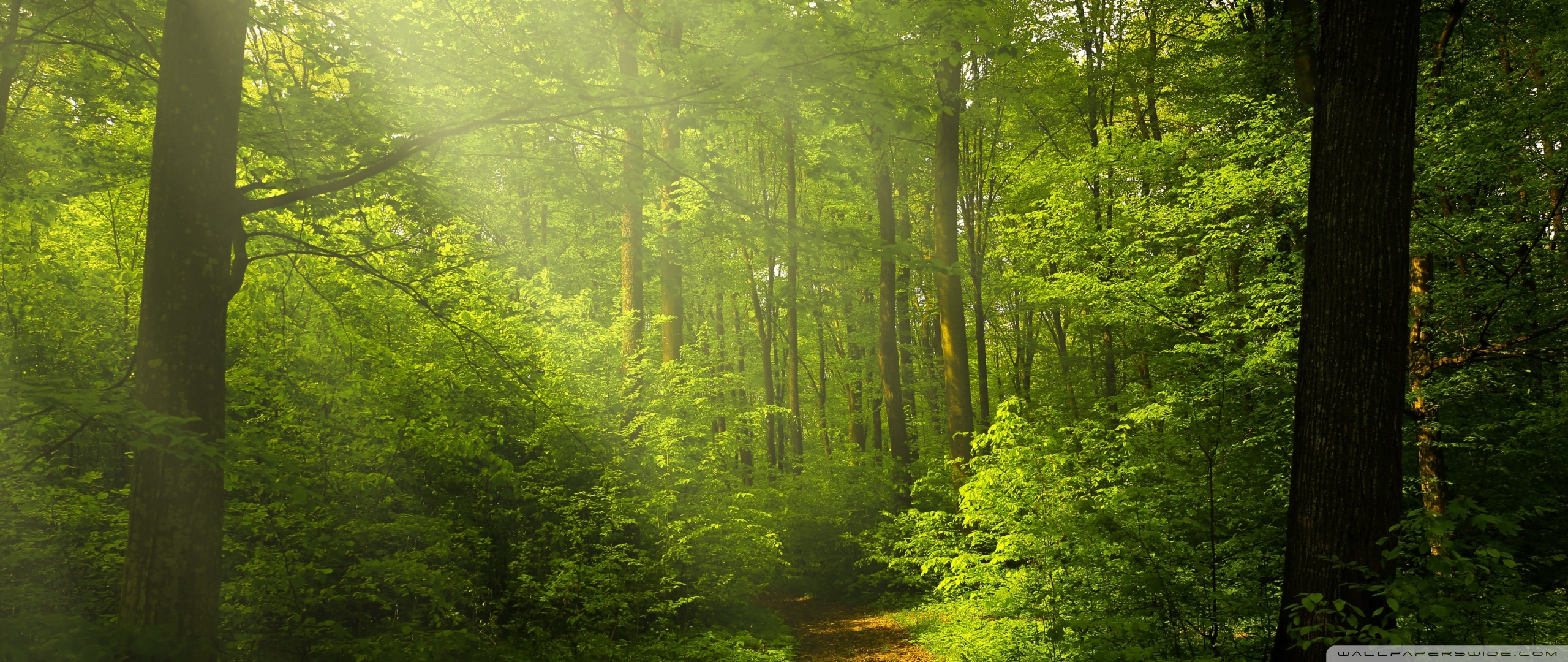 Beautiful Nature Image, Green Forest ❤ 4K HD Desktop Wallpaper for ...