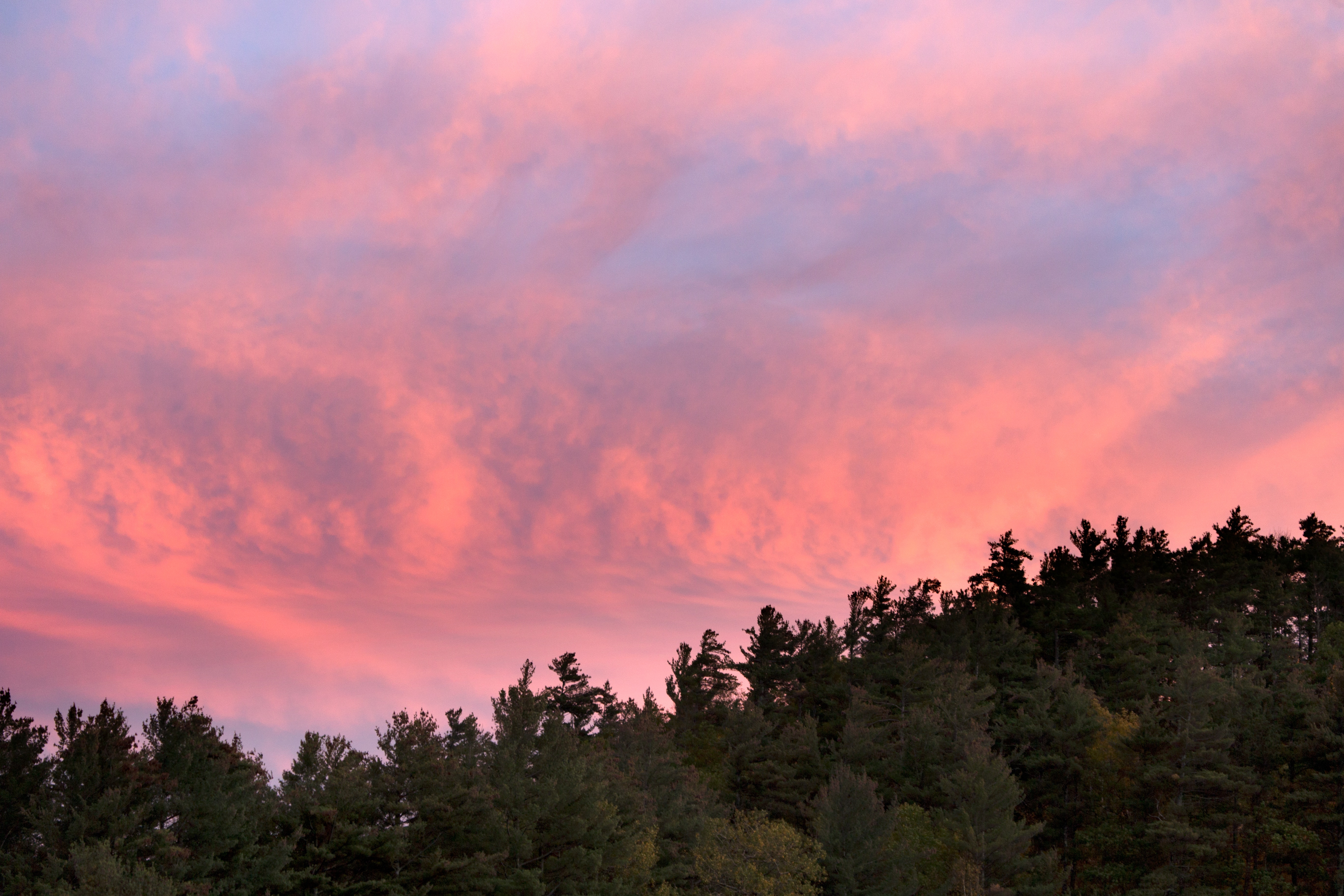 Green forest trees under pink and blue sky during sunset photo