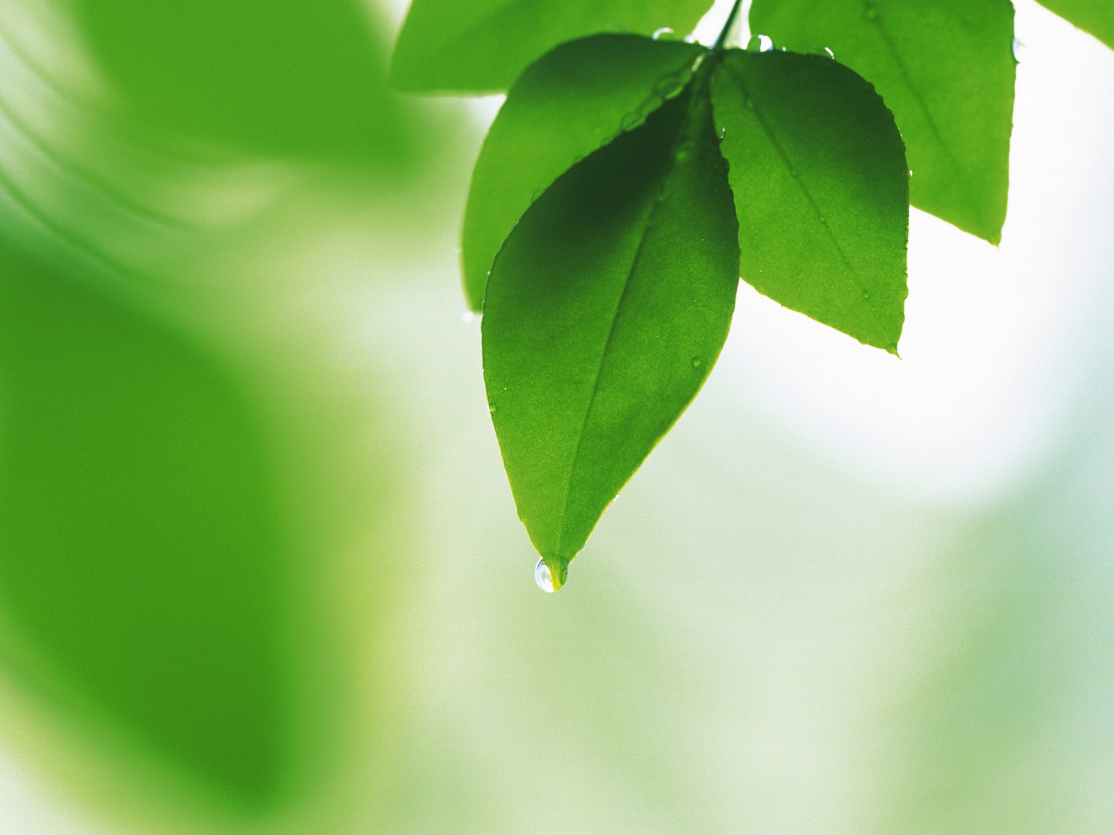 Soft Focus Photography - Pure and Fresh Green Leaves 1600x1200 NO.7 ...