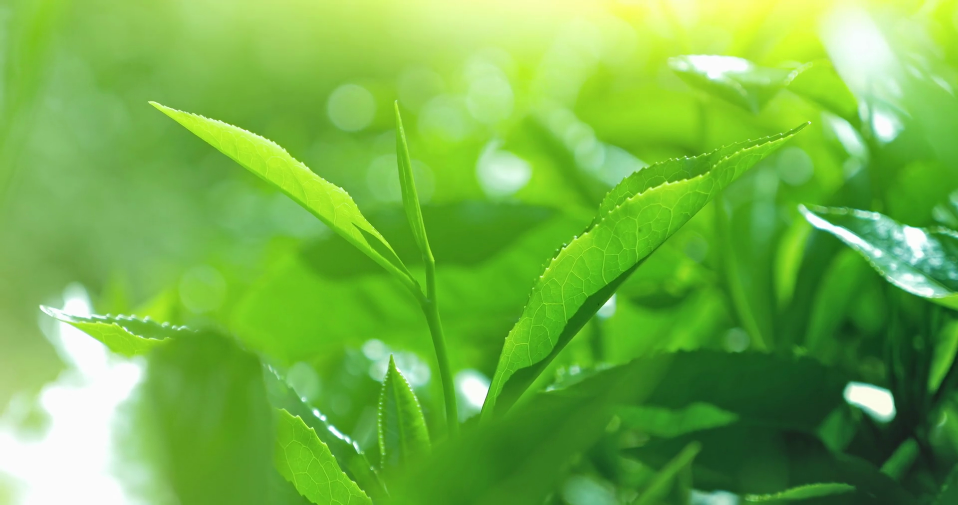 Fresh green tea leaves on blurred bokeh background grow on ...
