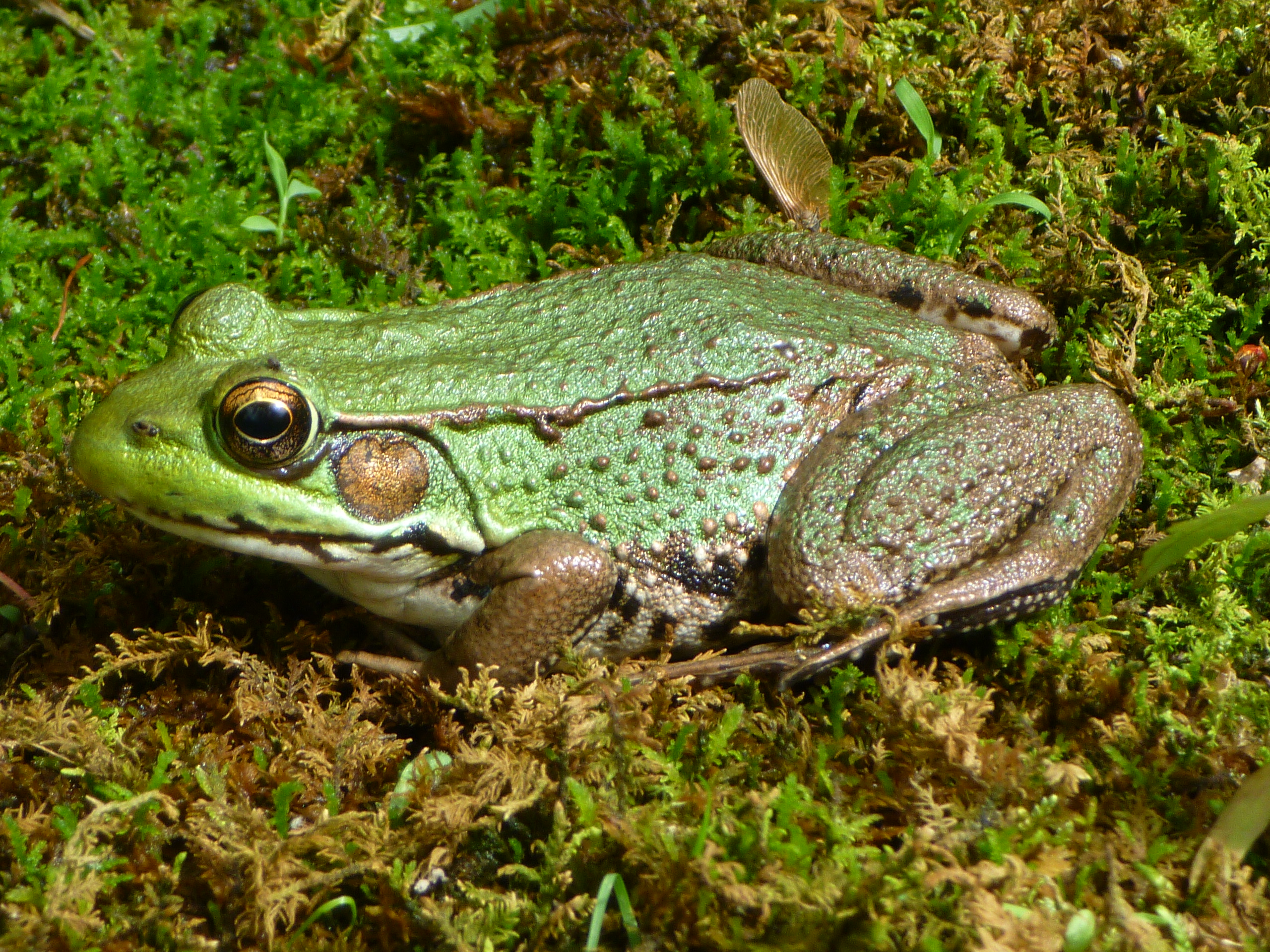 Green frog photo