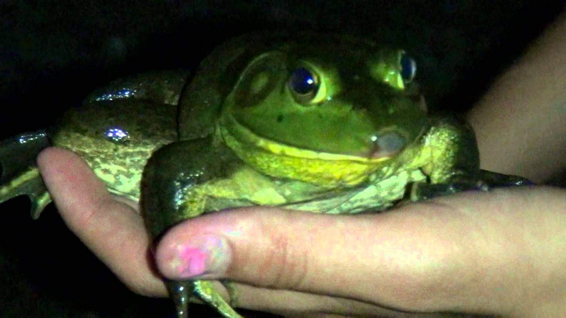 Big Green Frog - YouTube