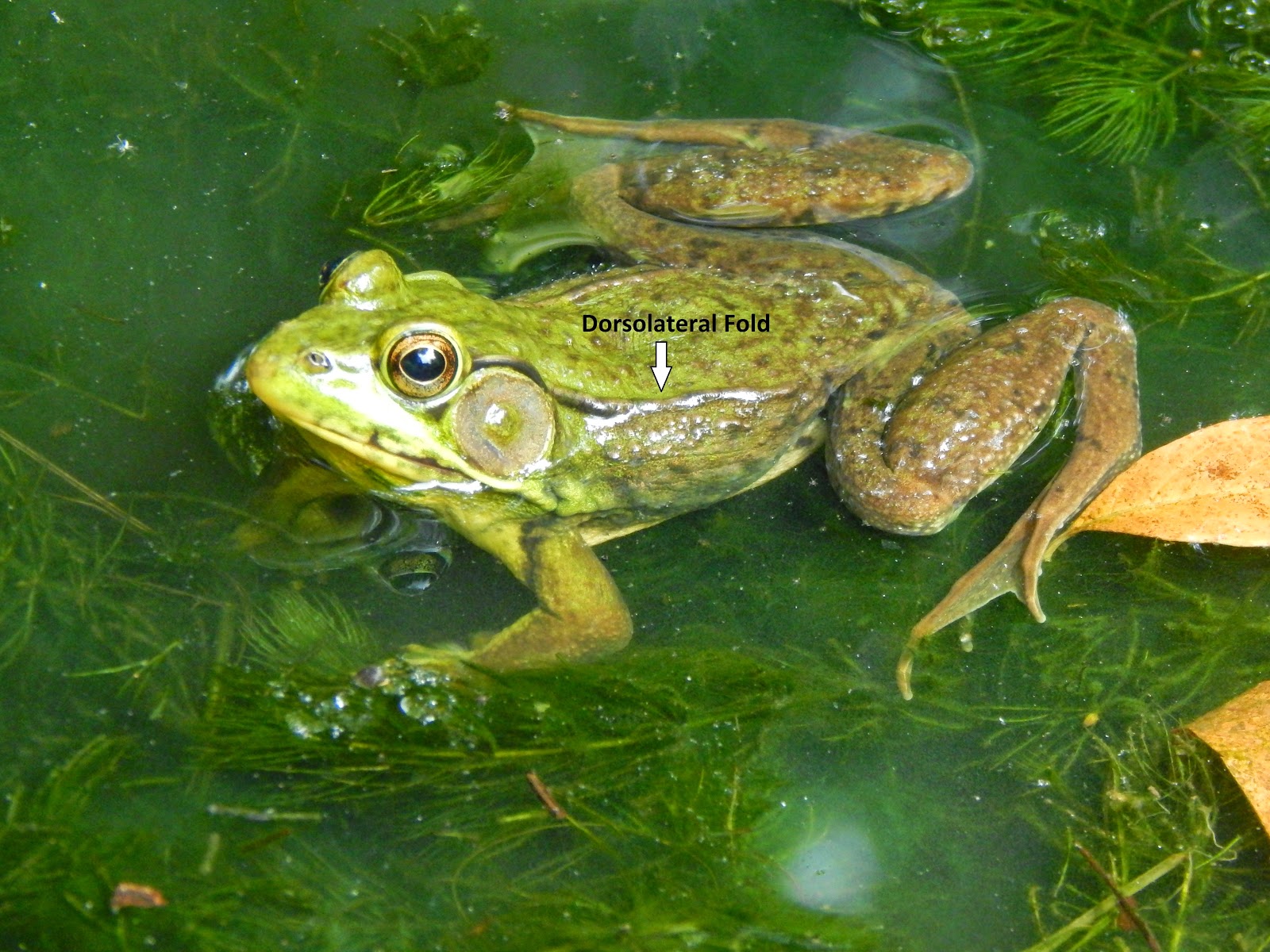 Green Frog - Natural Arlington