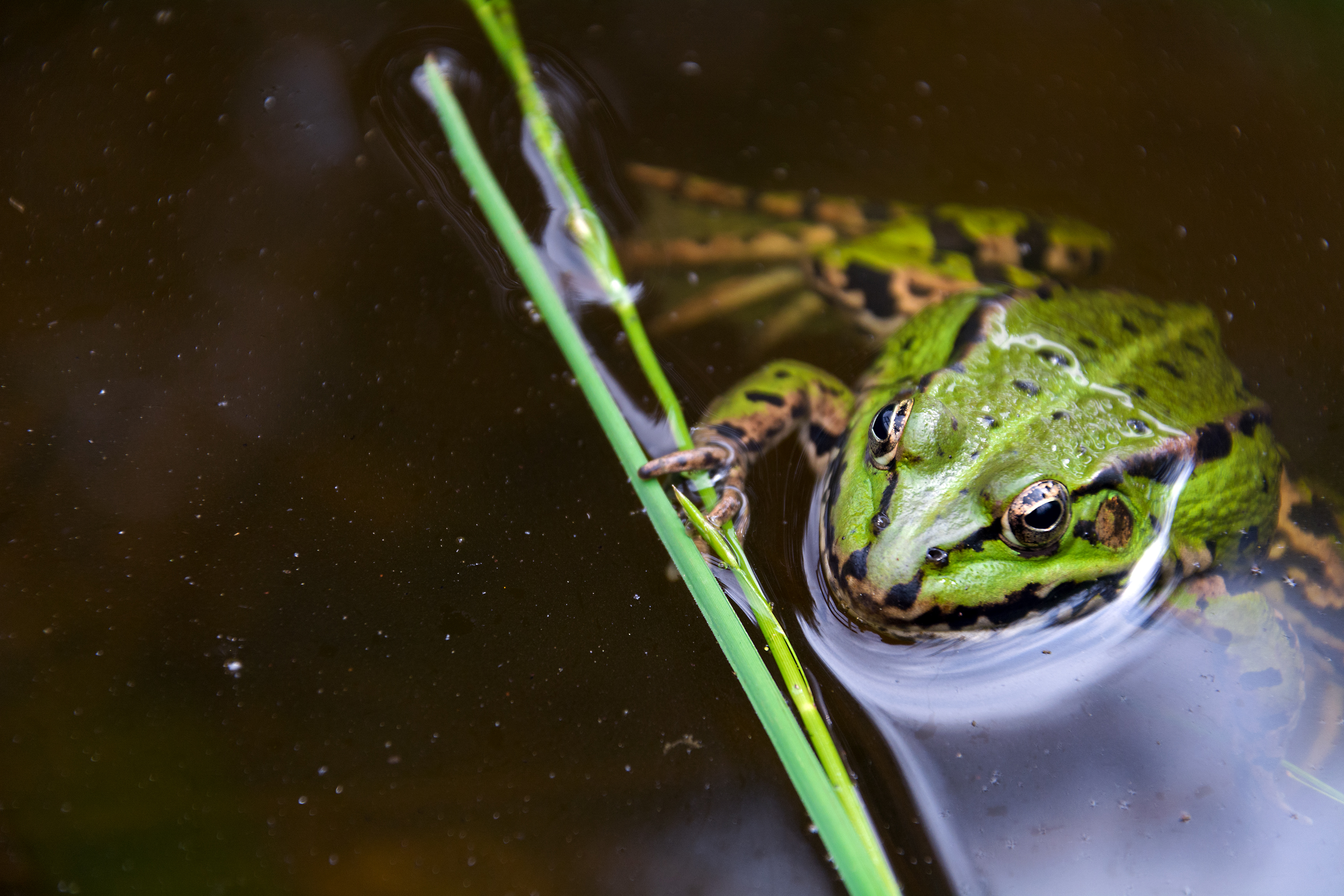 Free Image: Green Frog | Libreshot Public Domain Photos