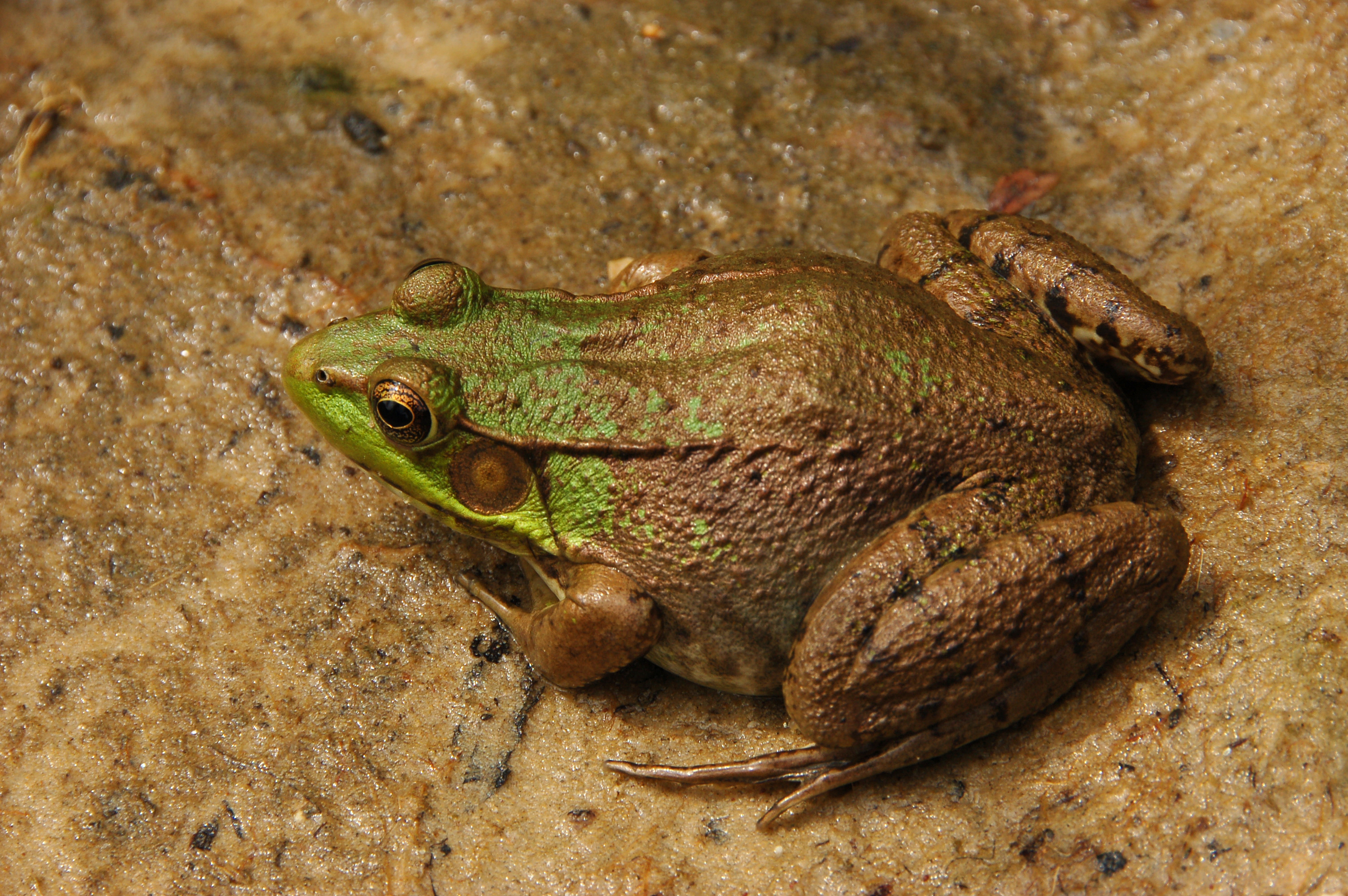 File:Green Frog Rana clamitans Facing Left 3008px.jpg - Wikipedia