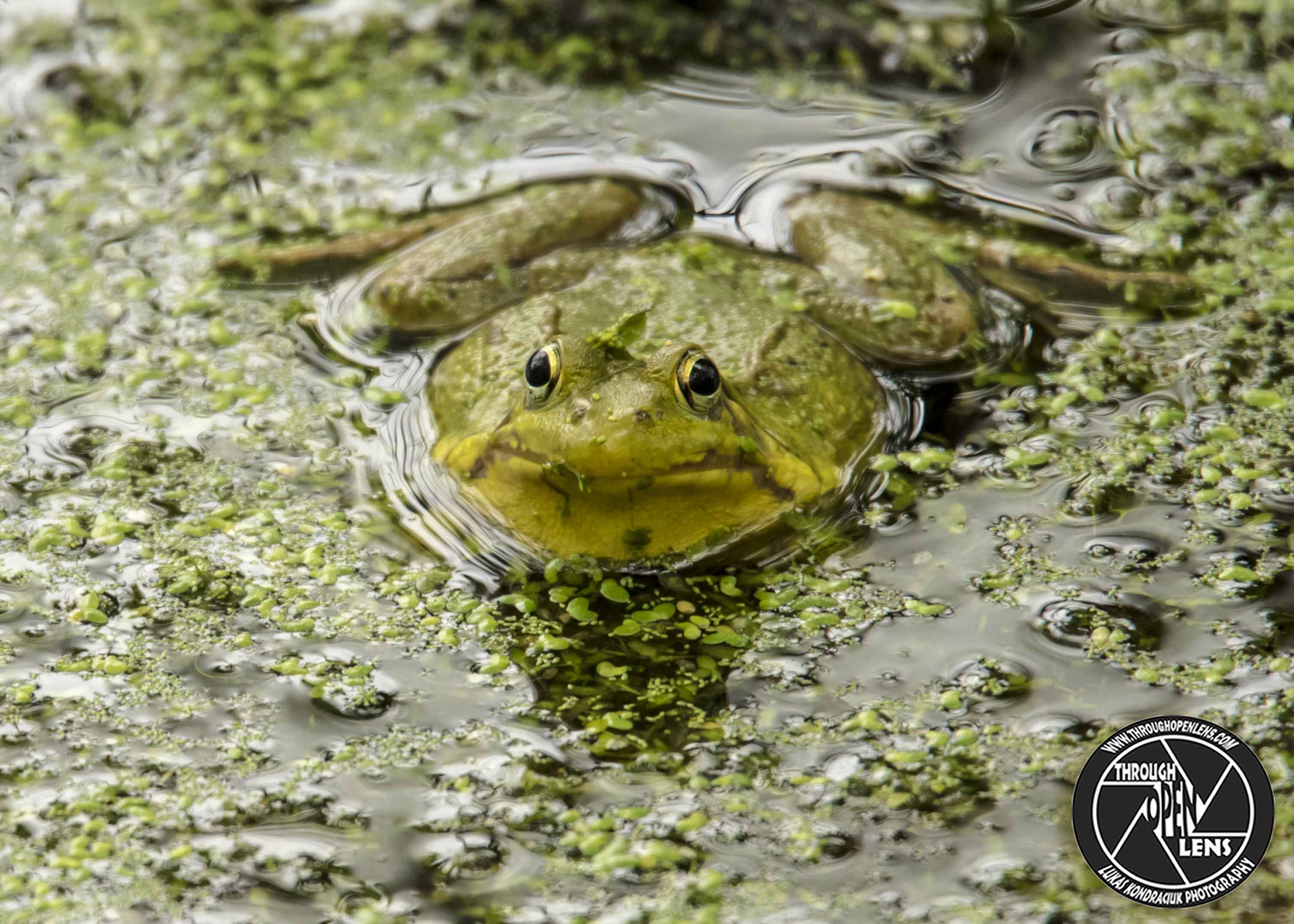 Northern green frog – Through Open Lens