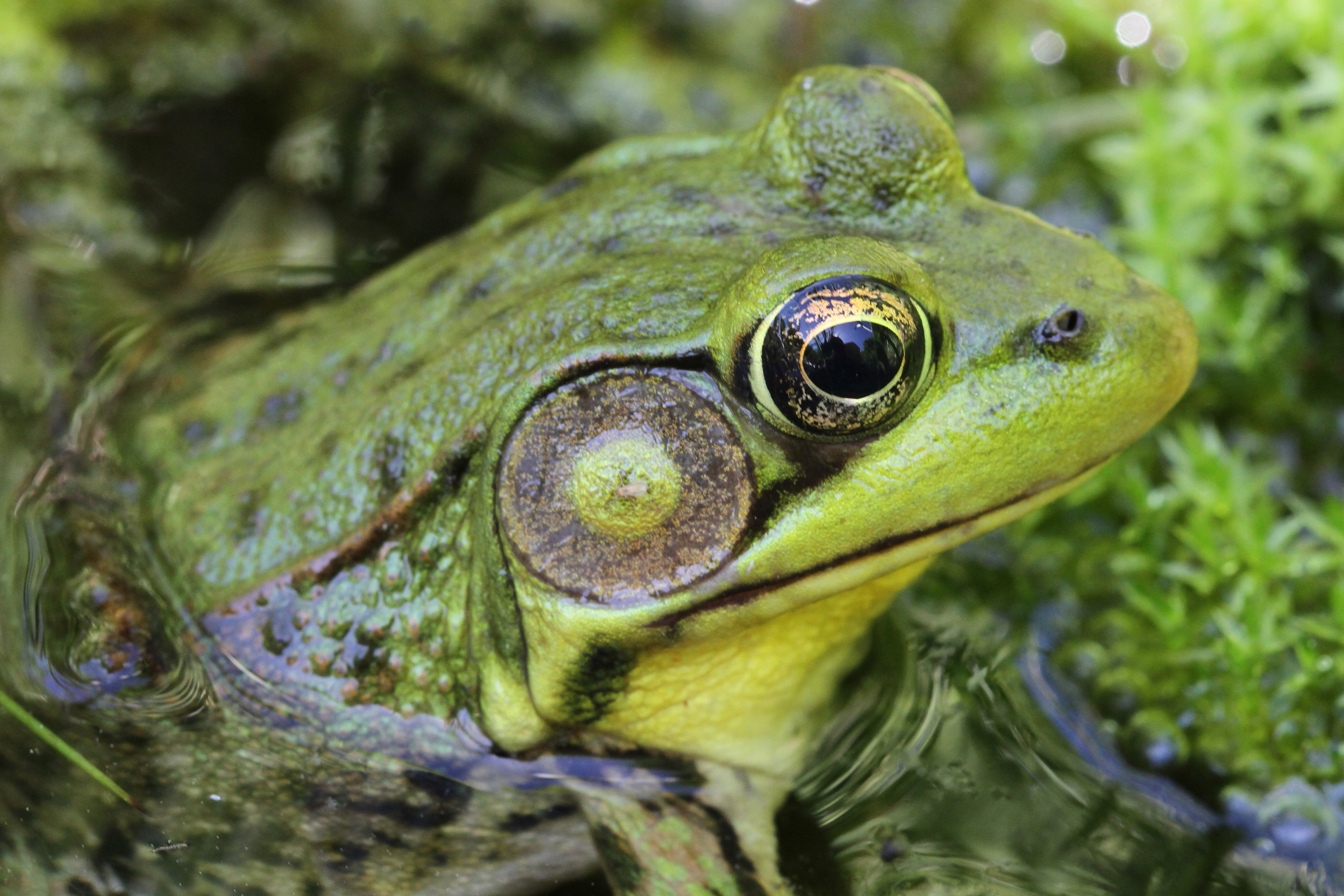 Green Frogs Calling – Welcome to a photographic journey through the ...