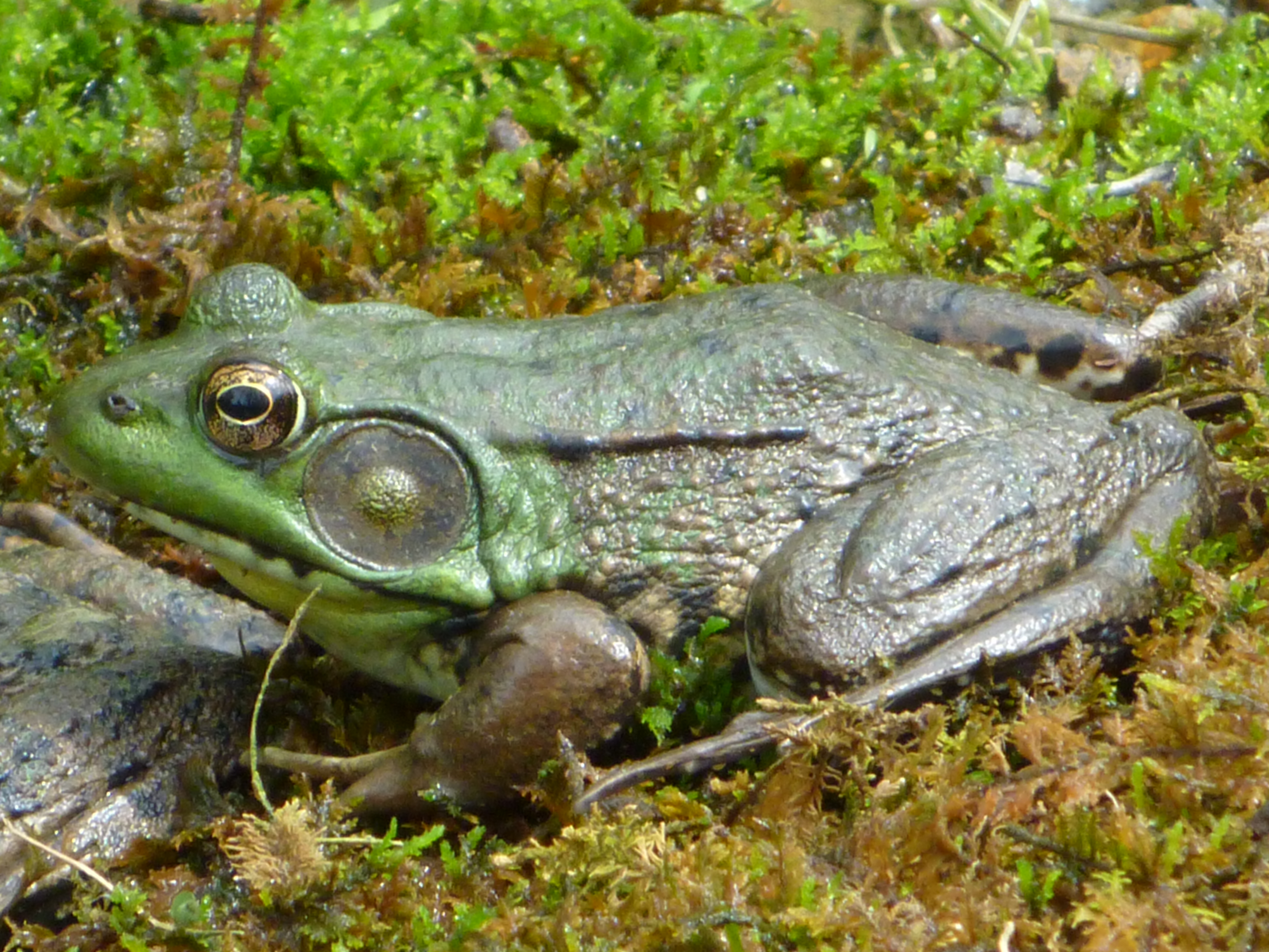 File:Male Green Frog - Hunterdon County, NJ.jpg - Wikimedia Commons