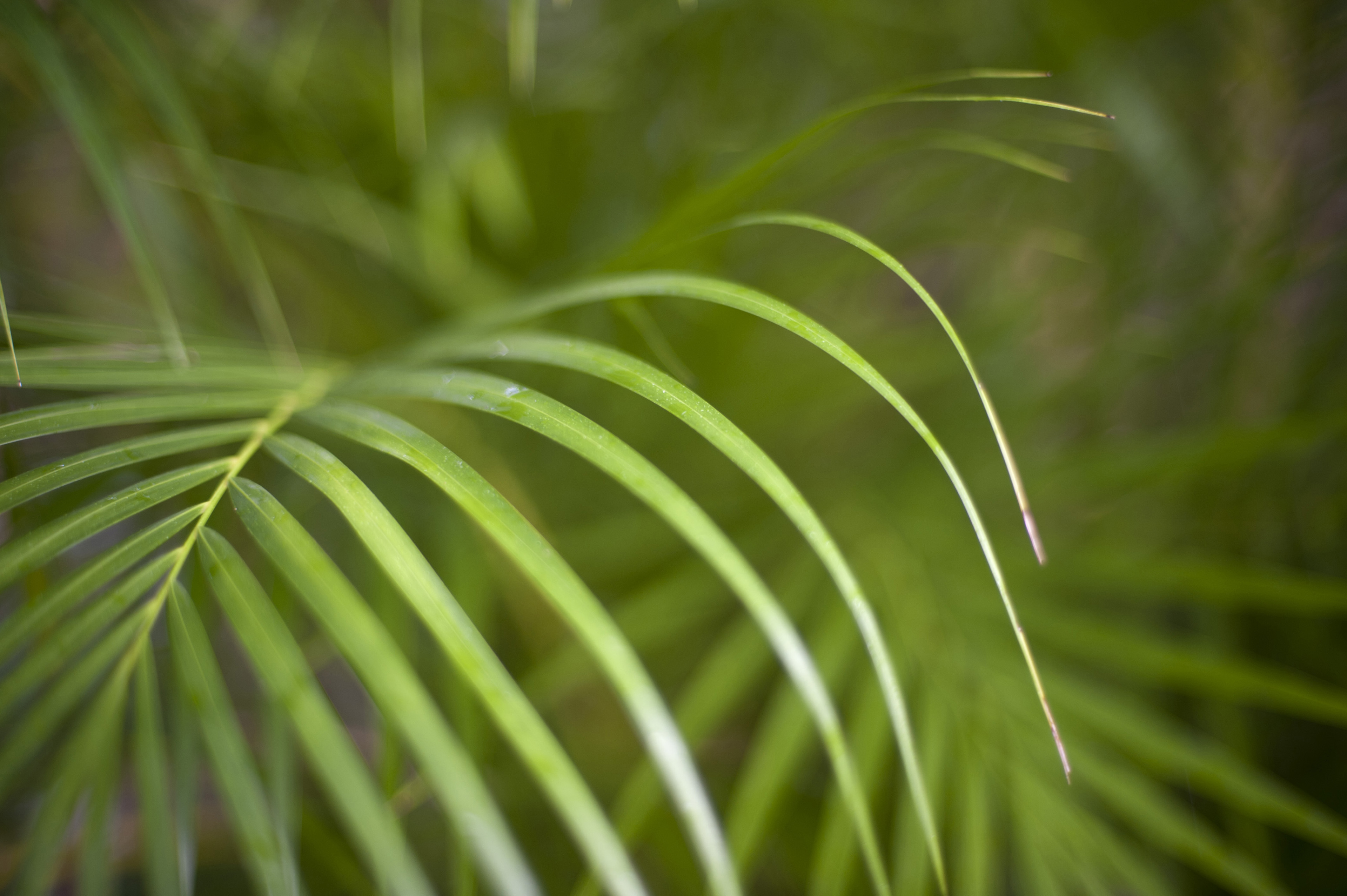 Green fronds photo