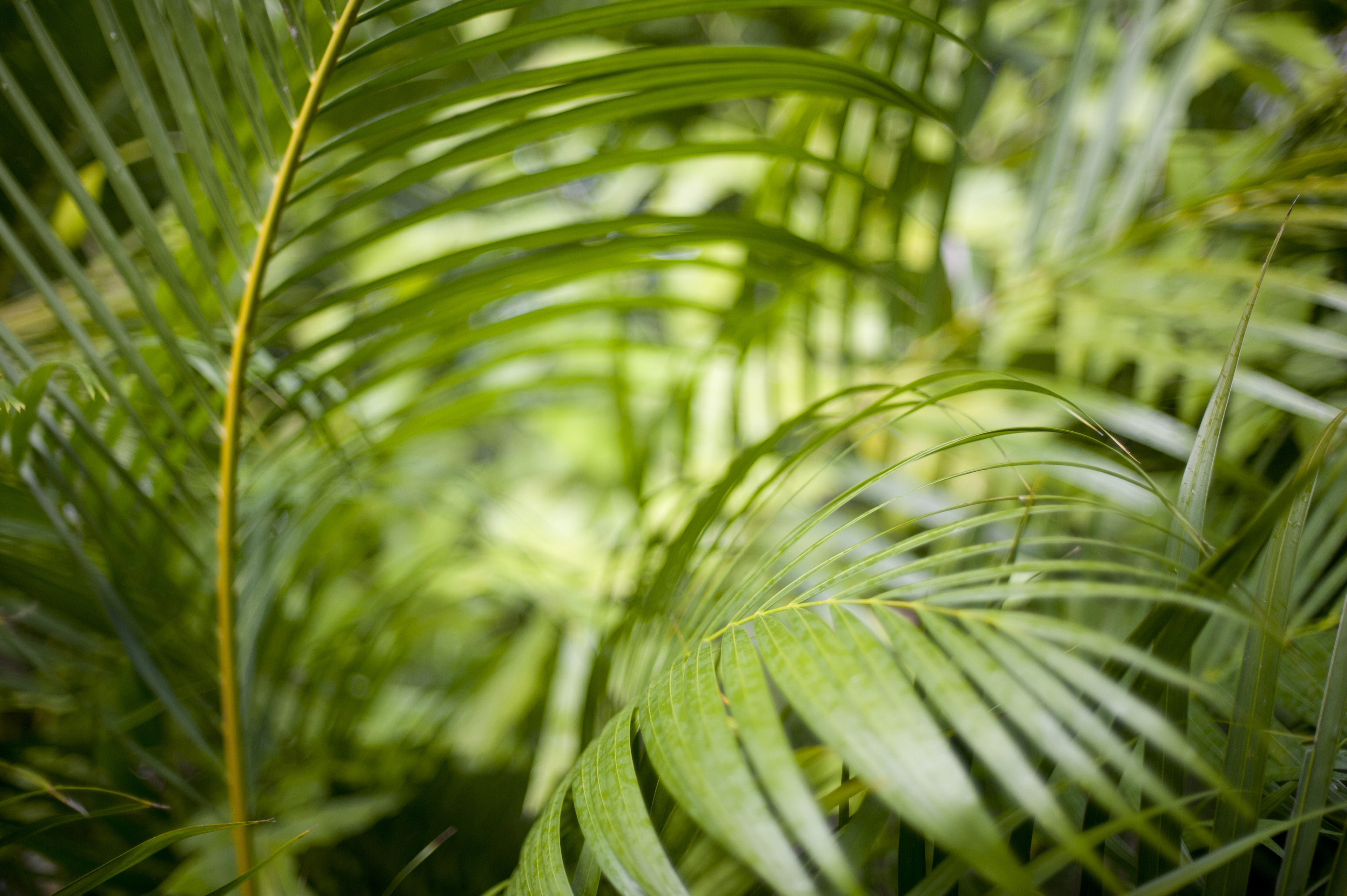 Image of Greens fronds of a cane palm | Freebie.Photography