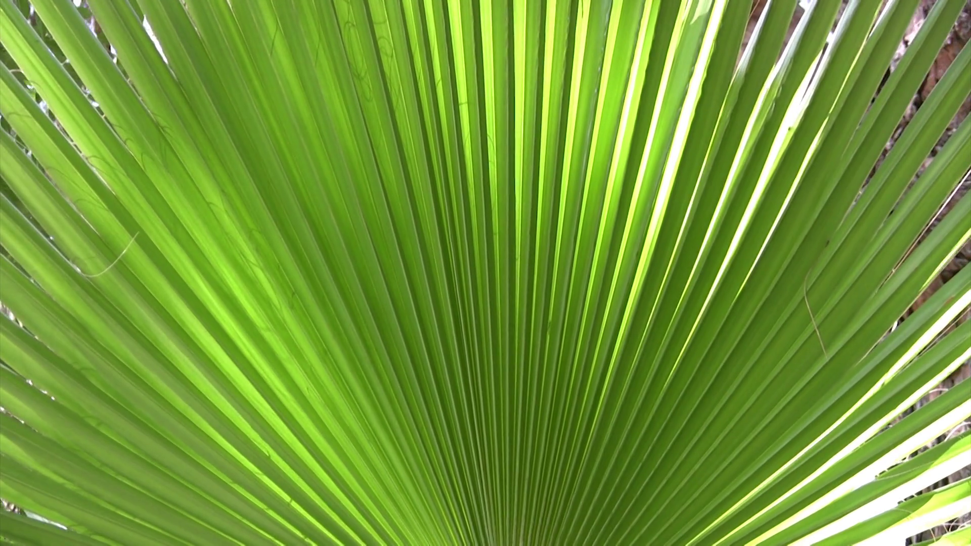 Palm leaf fronds close up Stock Video Footage - Videoblocks