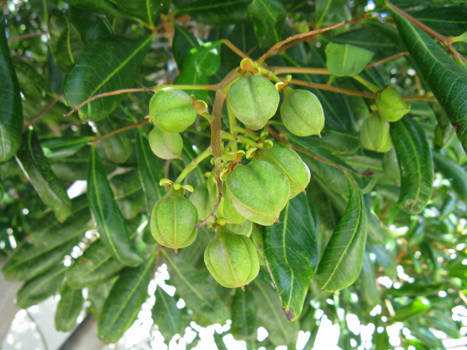 What is this Florida tree/plant with green fruits and cuneate leaves ...