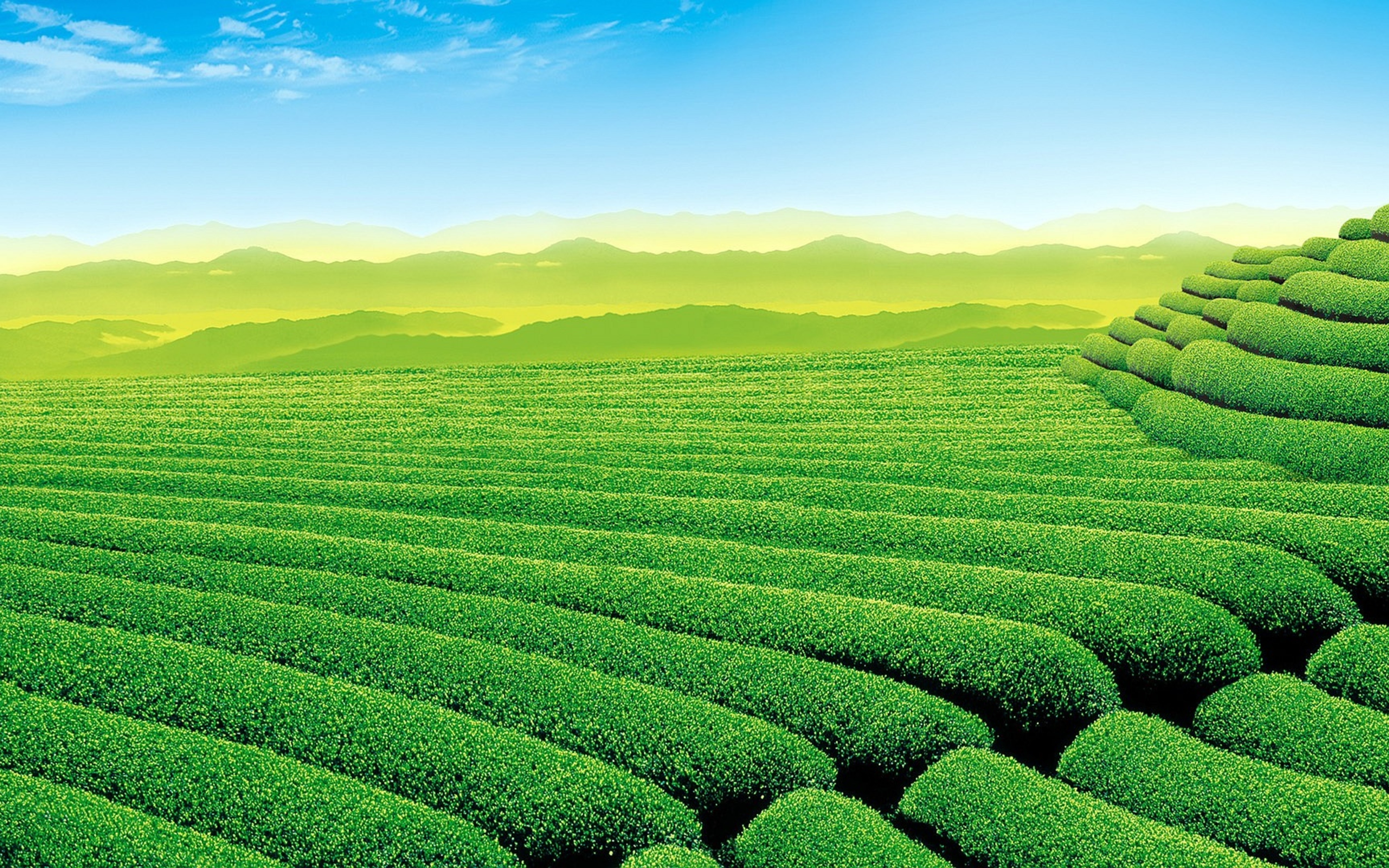 Garden tea - Striped green garden Wallpaper Download 5120x3200