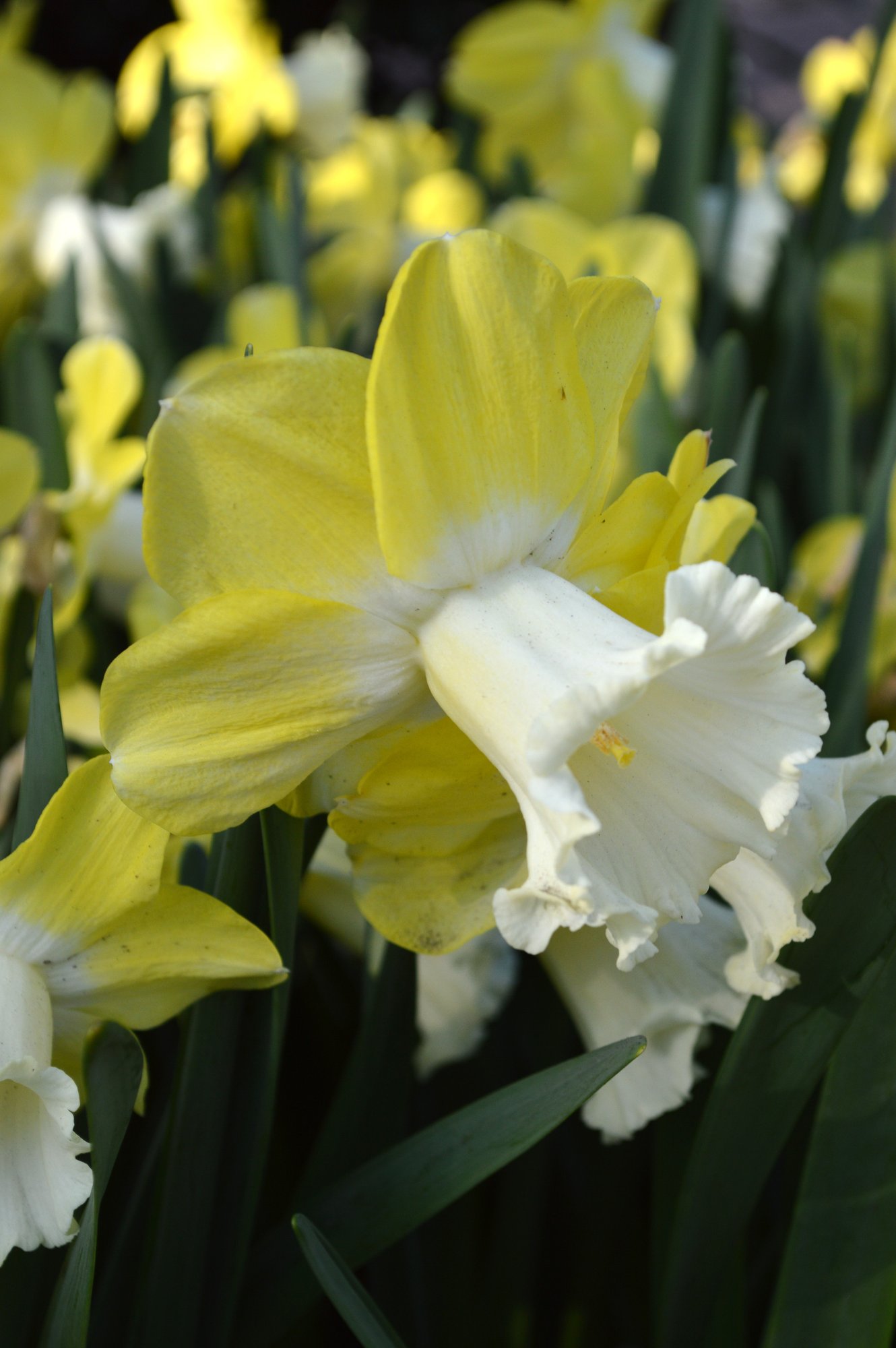 Daffodil Green Garden | DutchGrown