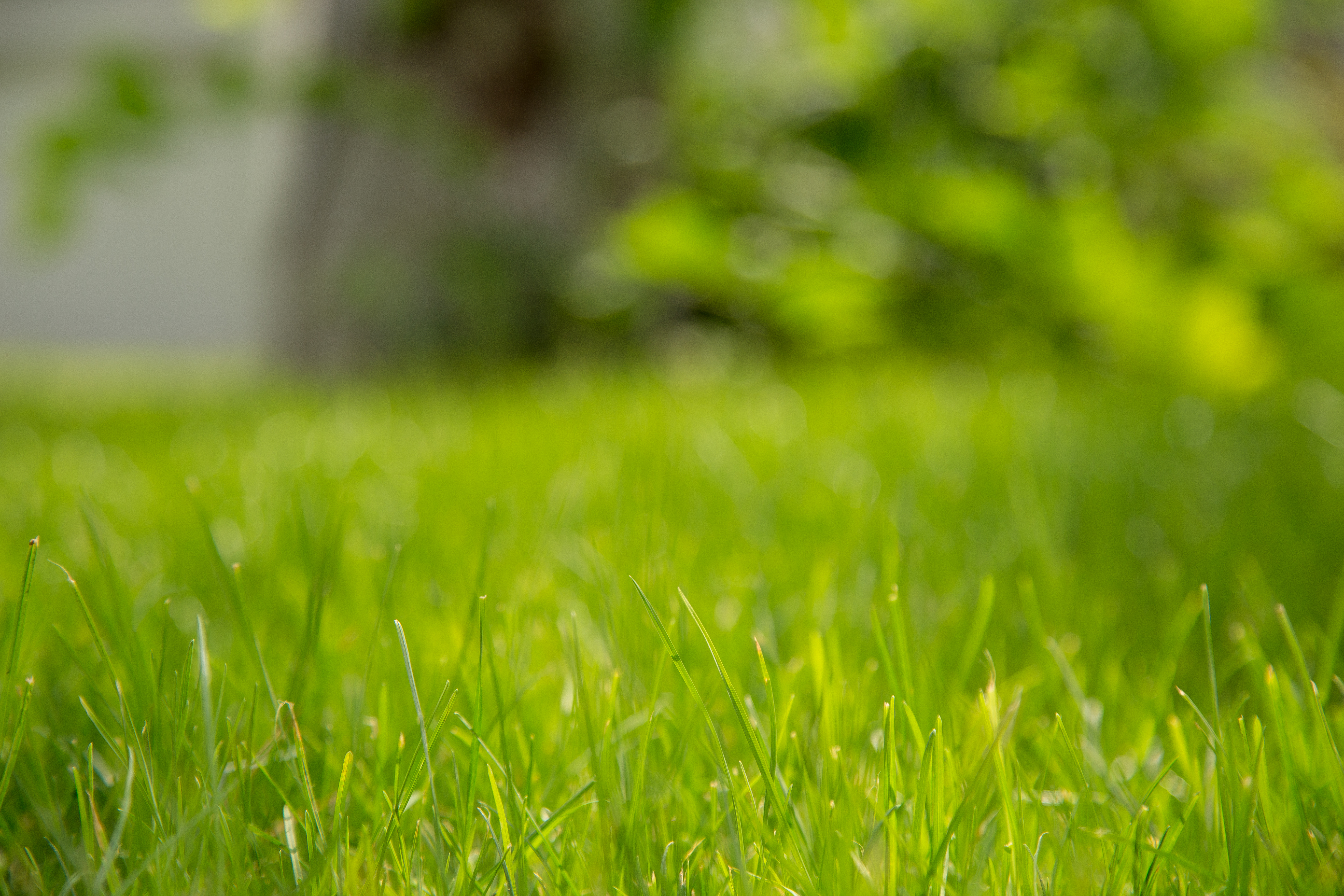 Green grass in garden – RovenImages