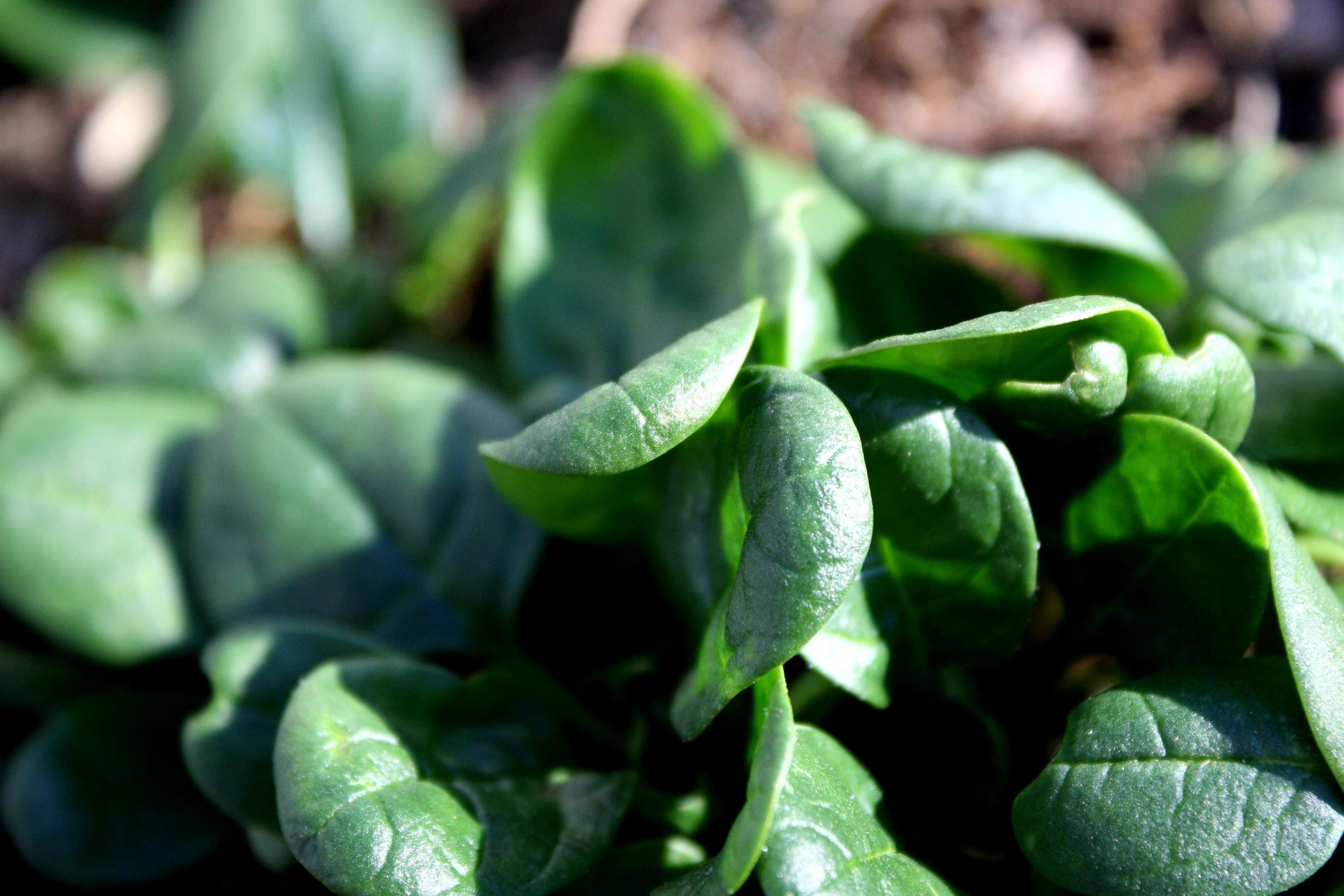 Free picture: spinach, green leaves, vegetation, garden