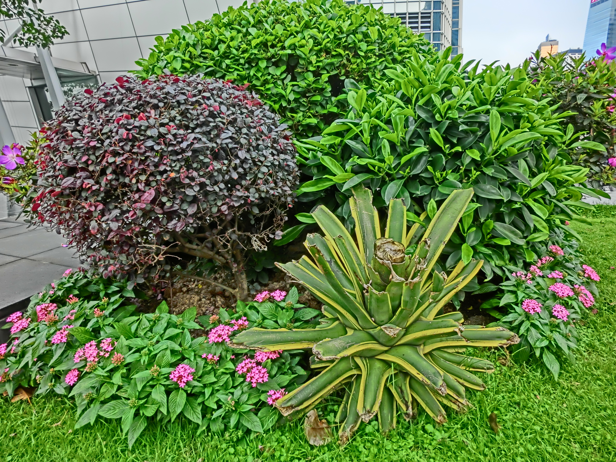 File:HK Central IFC Podium Garden green plants May-2013.JPG ...
