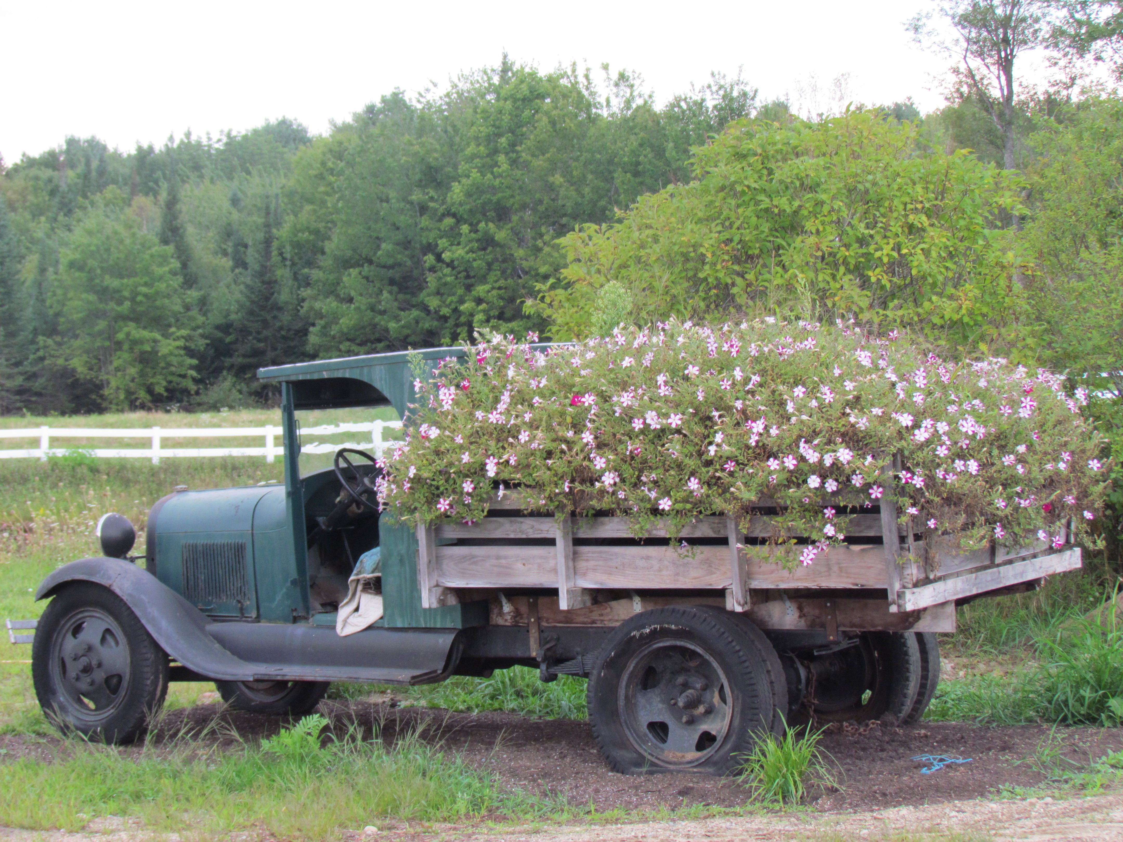 old truck with flowers | Gardening | Pinterest | Flowers, Yards and ...