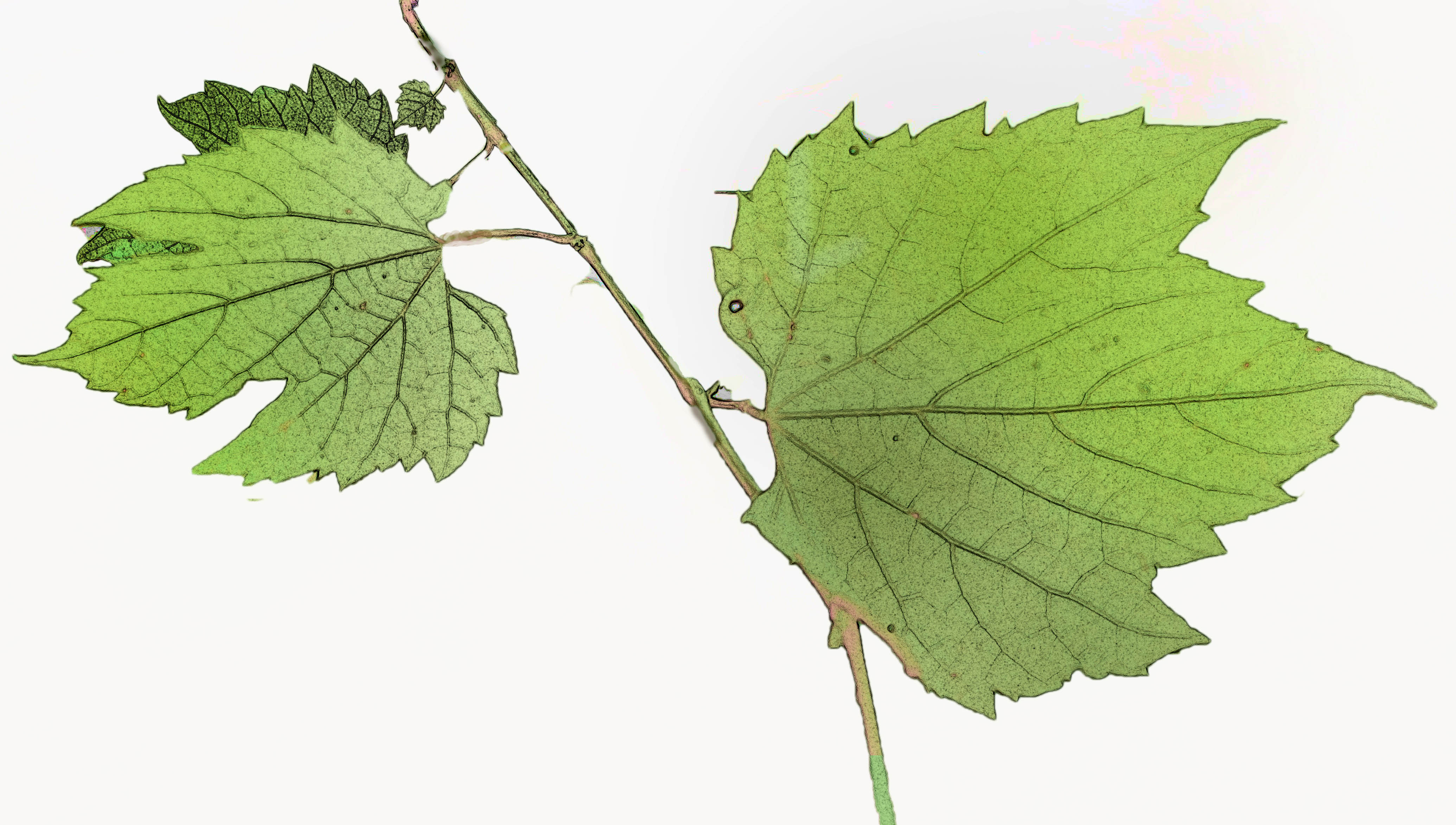 Green grape leafs photo