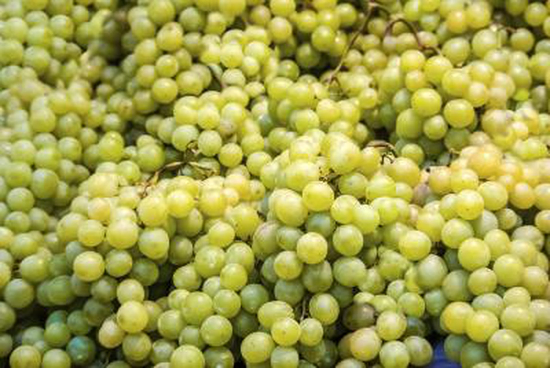 Nutritional Value of Green Seedless Grapes | LIVESTRONG.COM