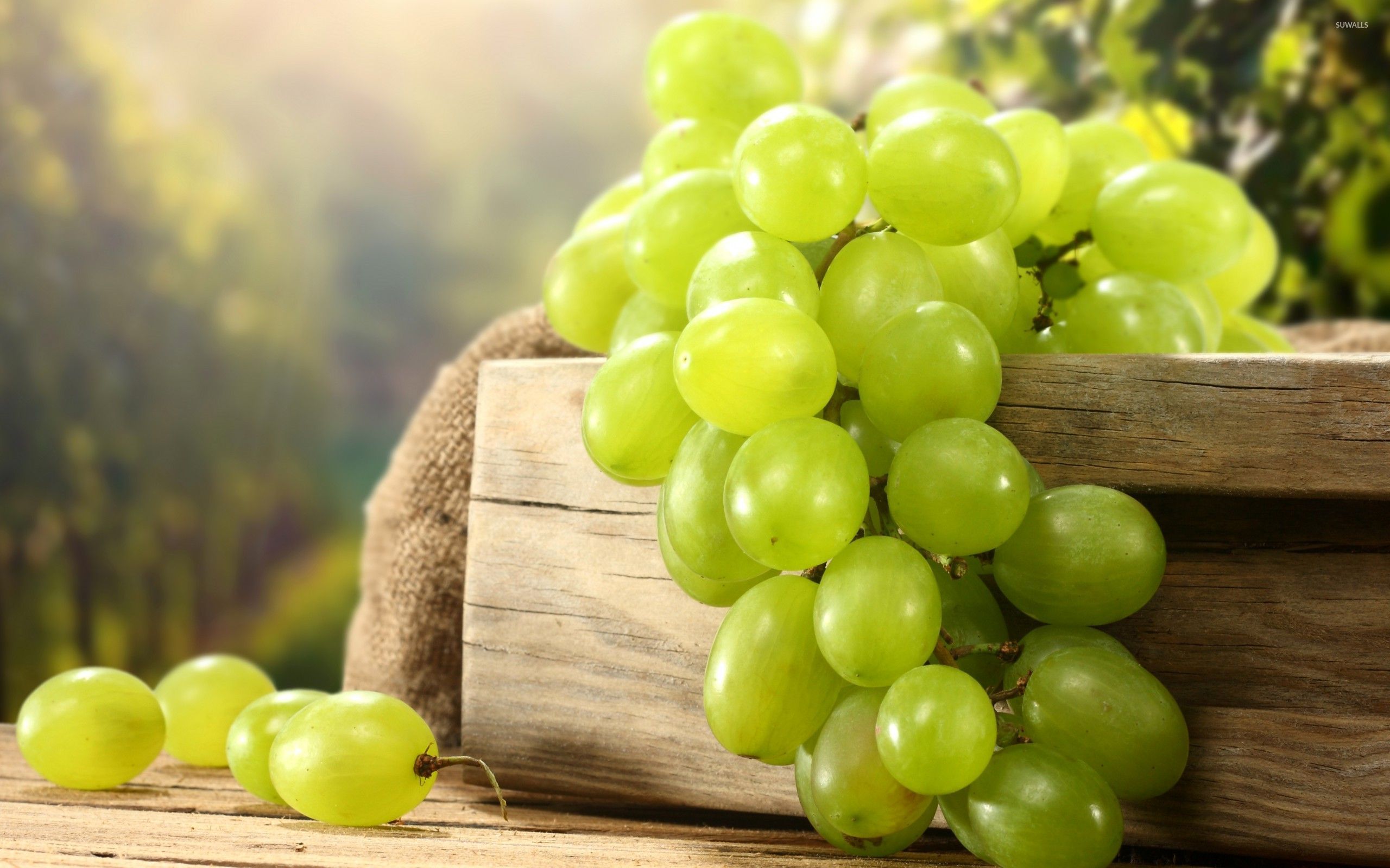 Green grapes [2] wallpaper - Photography wallpapers - #46696