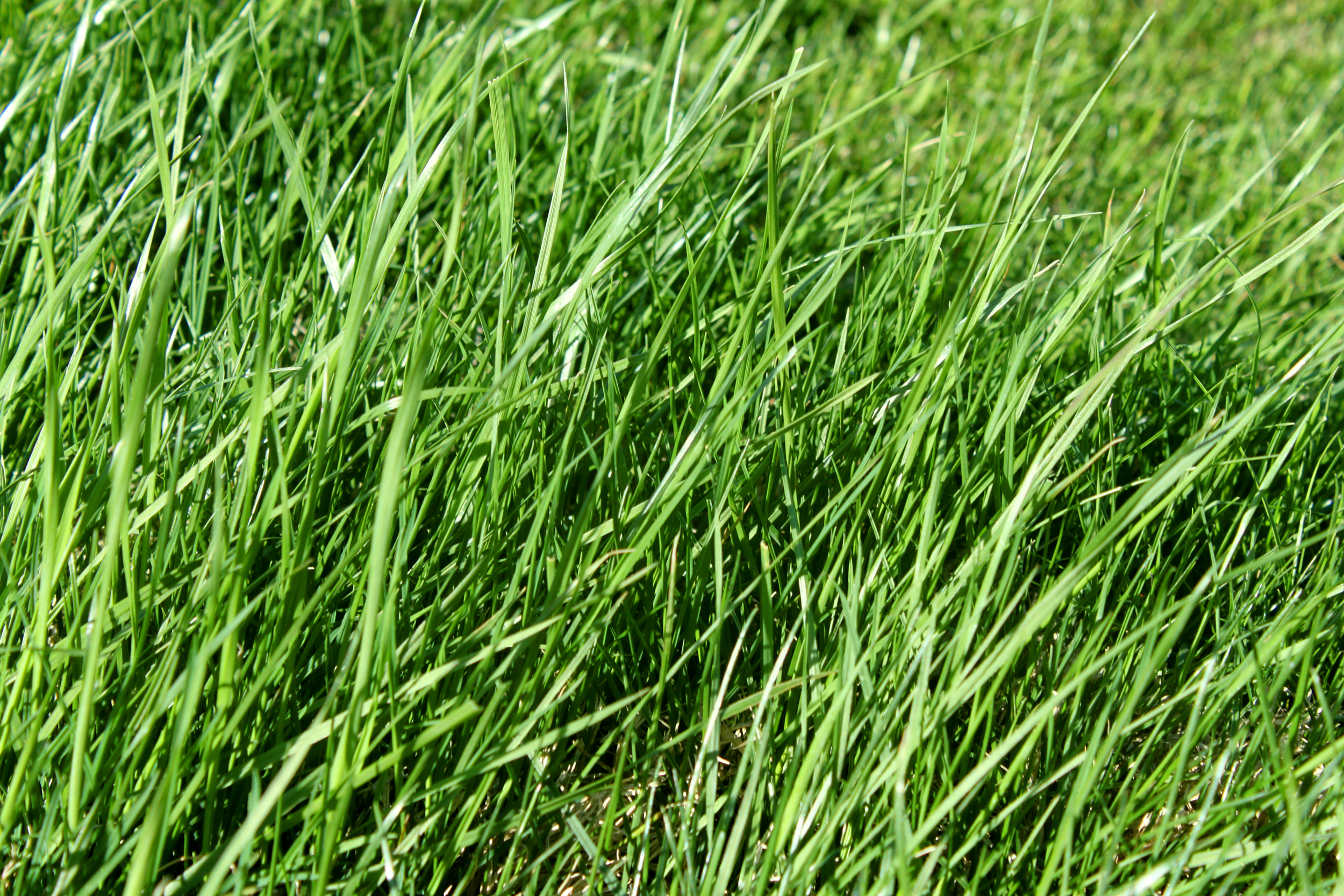 Green grass, Fresh, Grass, Green, Nature, HQ Photo