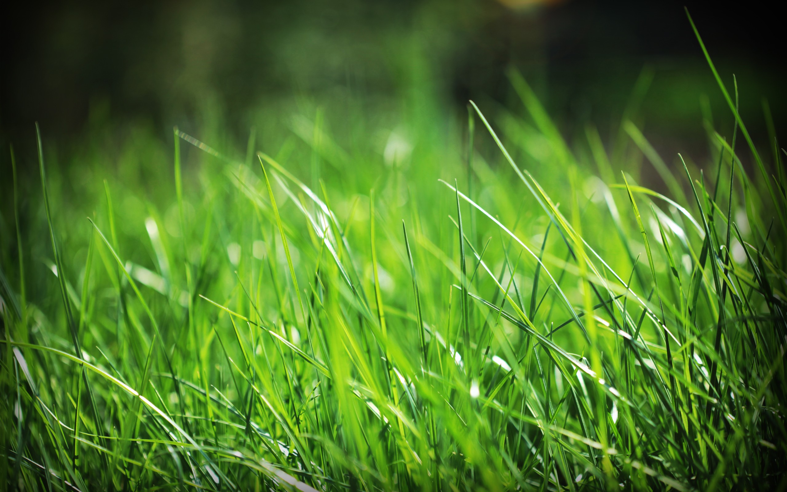 green-grass-hd-wallpapers-free-download-nature-images | KG Landscape ...