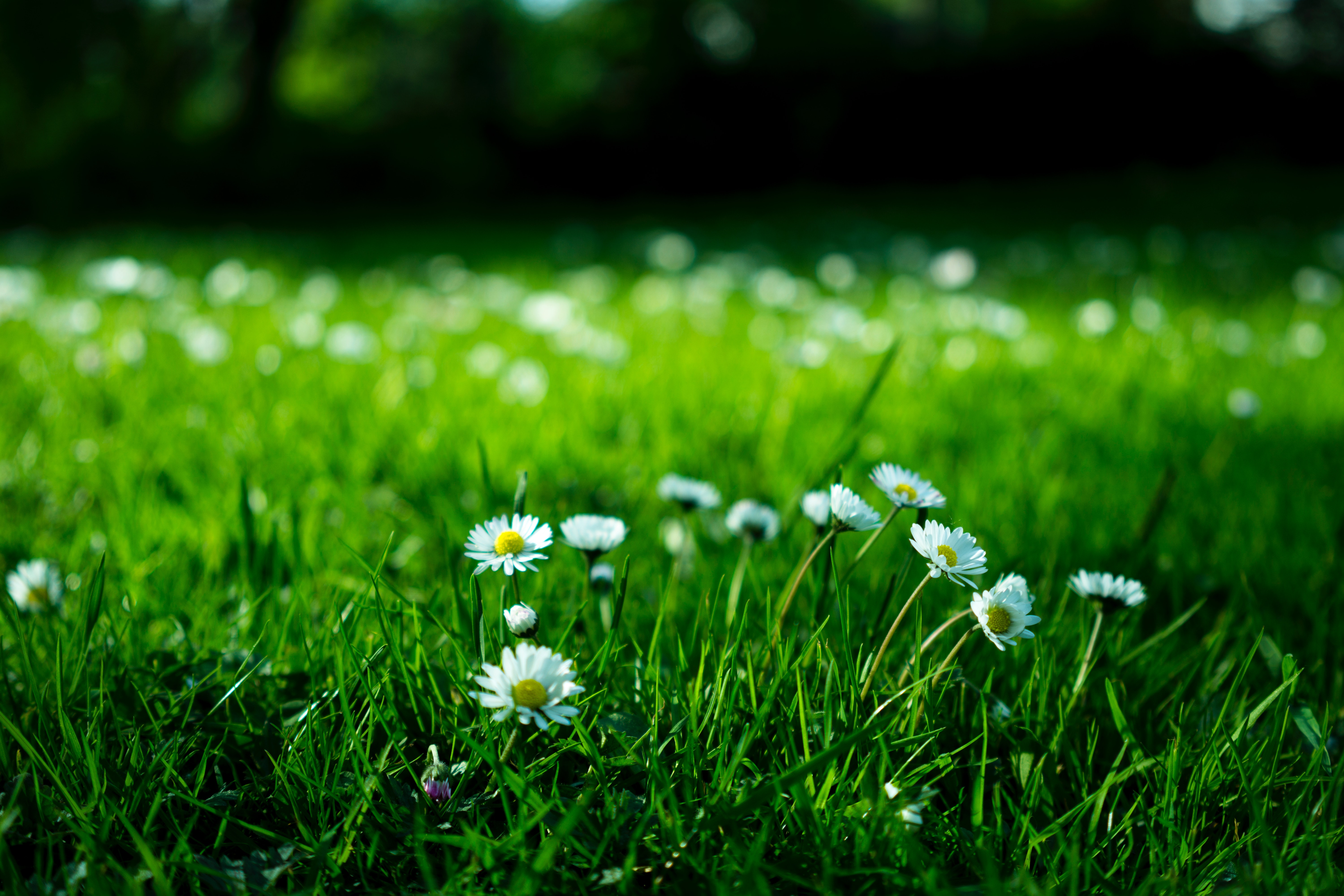 1000+ Beautiful Green Grass Photos · Pexels · Free Stock Photos