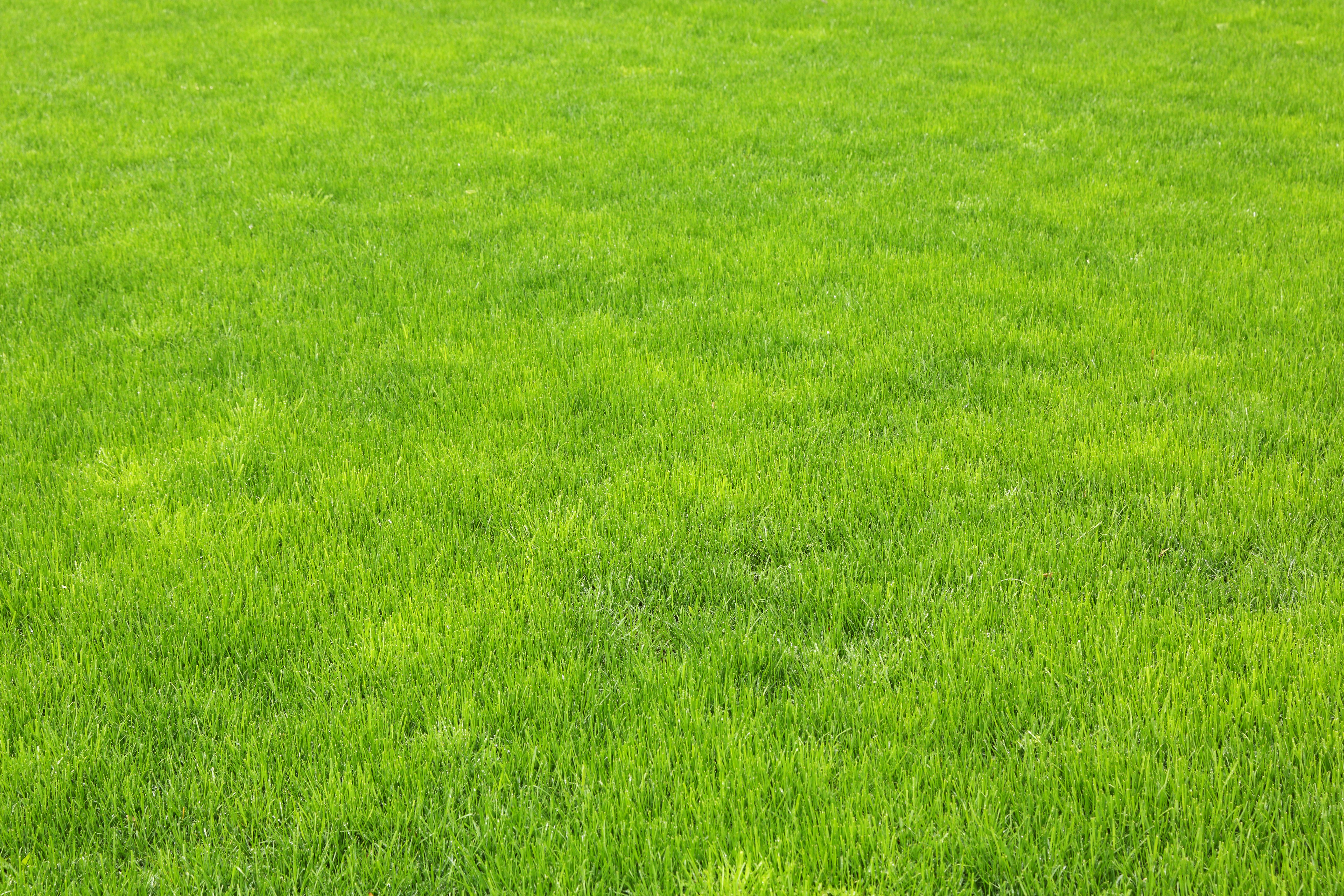 Fall Lawn Feeding - Why Fertilize Your Lawn in the Fall? - Koopman Blog
