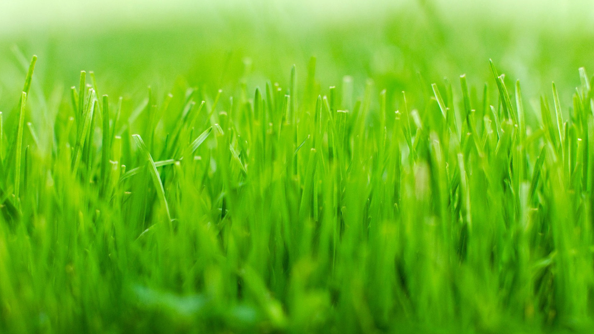 Green Grass Wallpapers, Cool Green Grass Backgrounds | 44 Superb ...