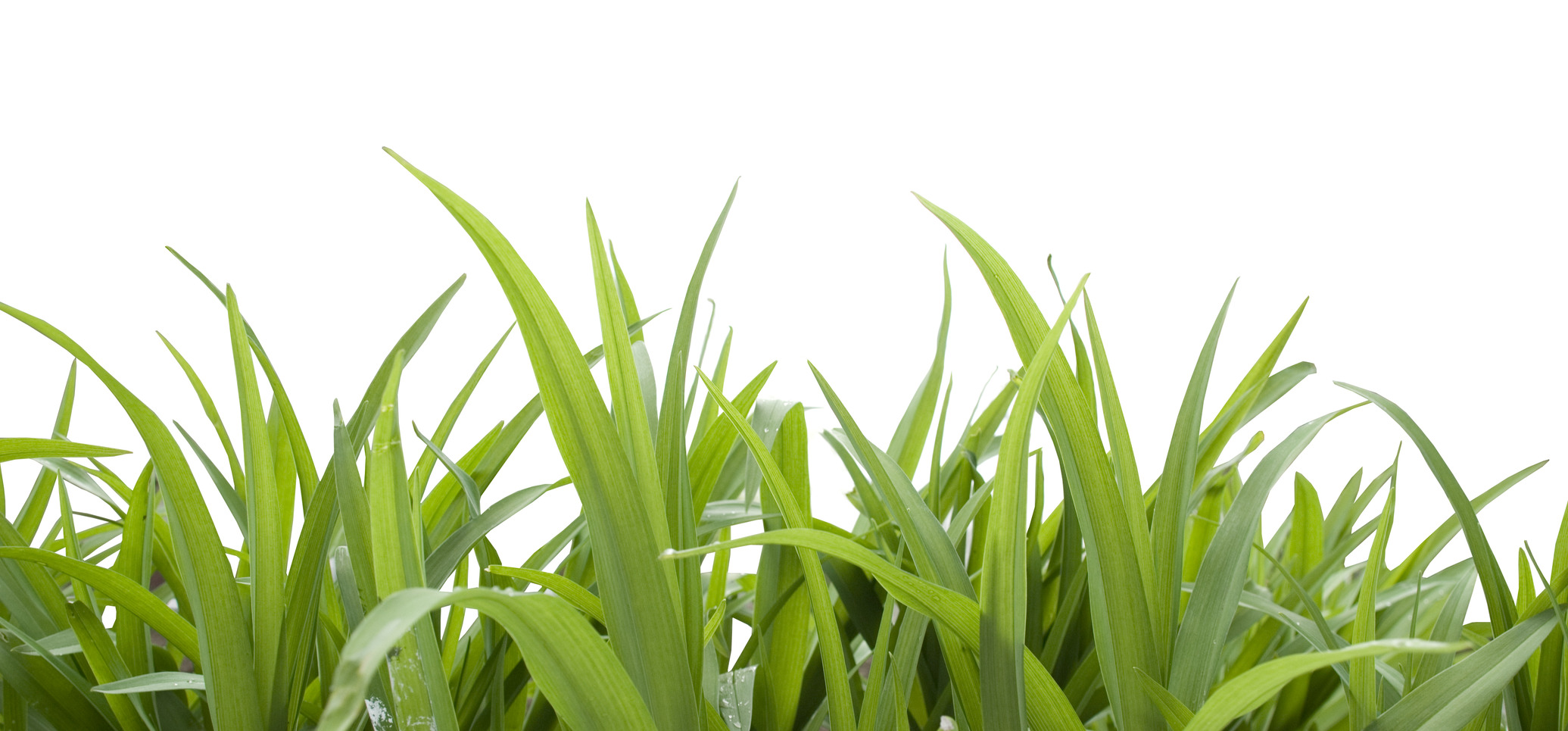 Isolated green grass photo