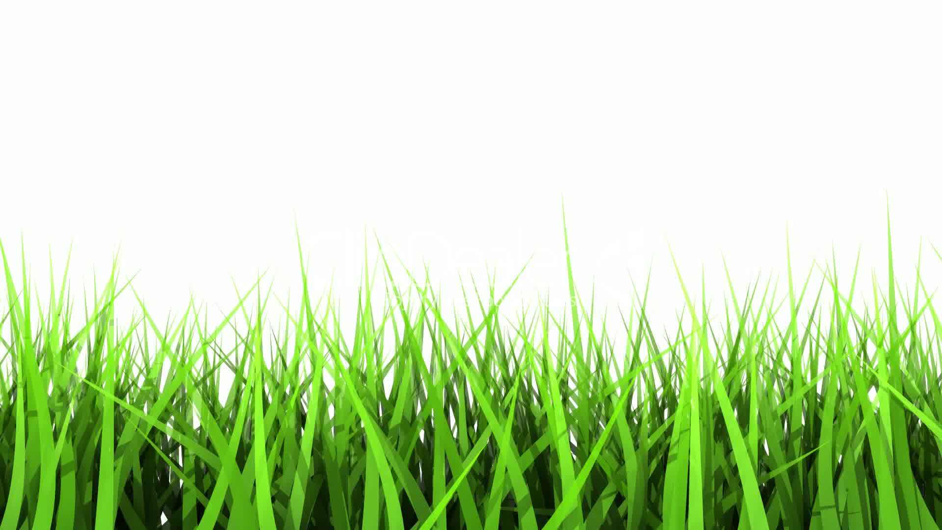 10–603810-Green Grass On White Background. Matte Channel. | Divine ...
