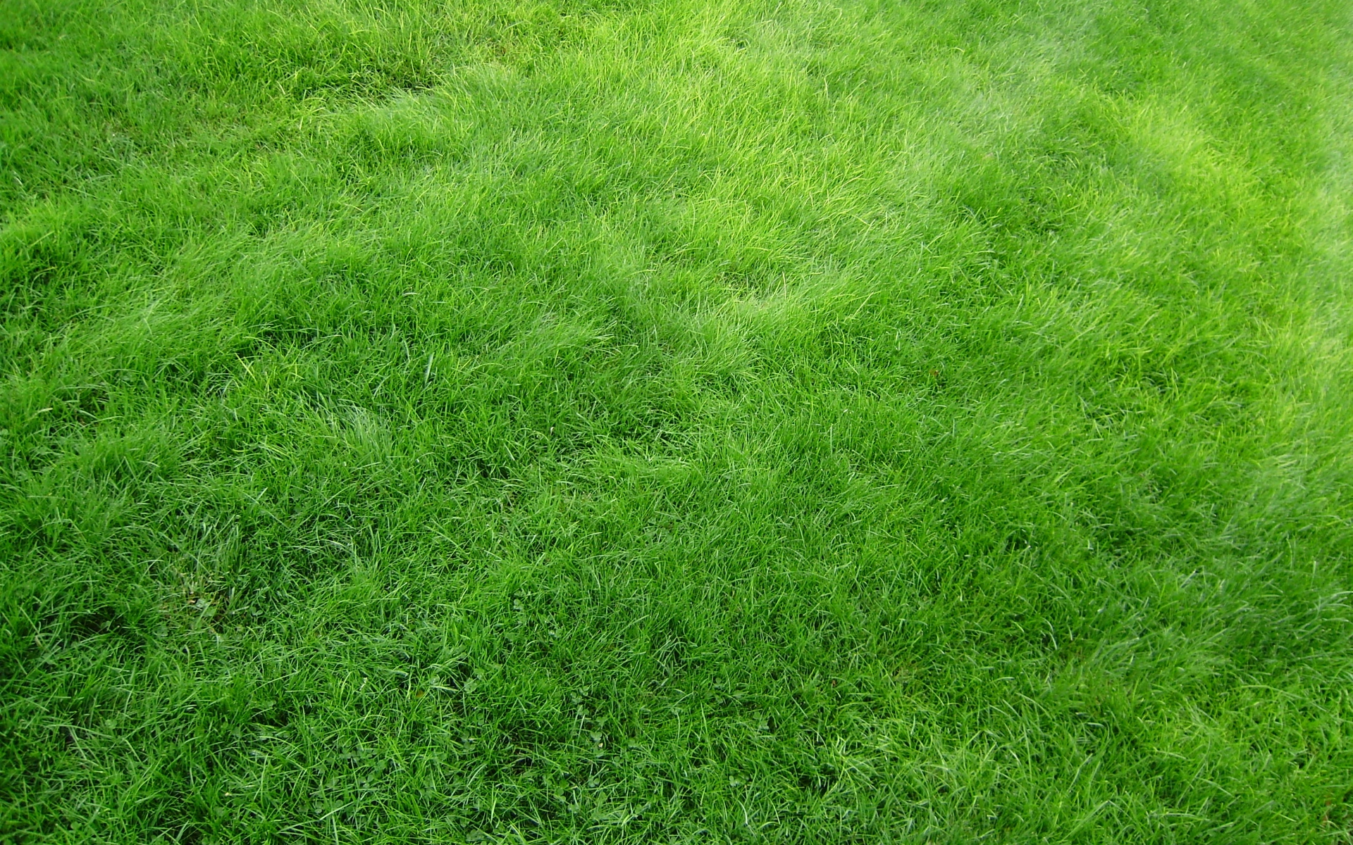 Bright Green Grass wallpapers | Bright Green Grass stock photos