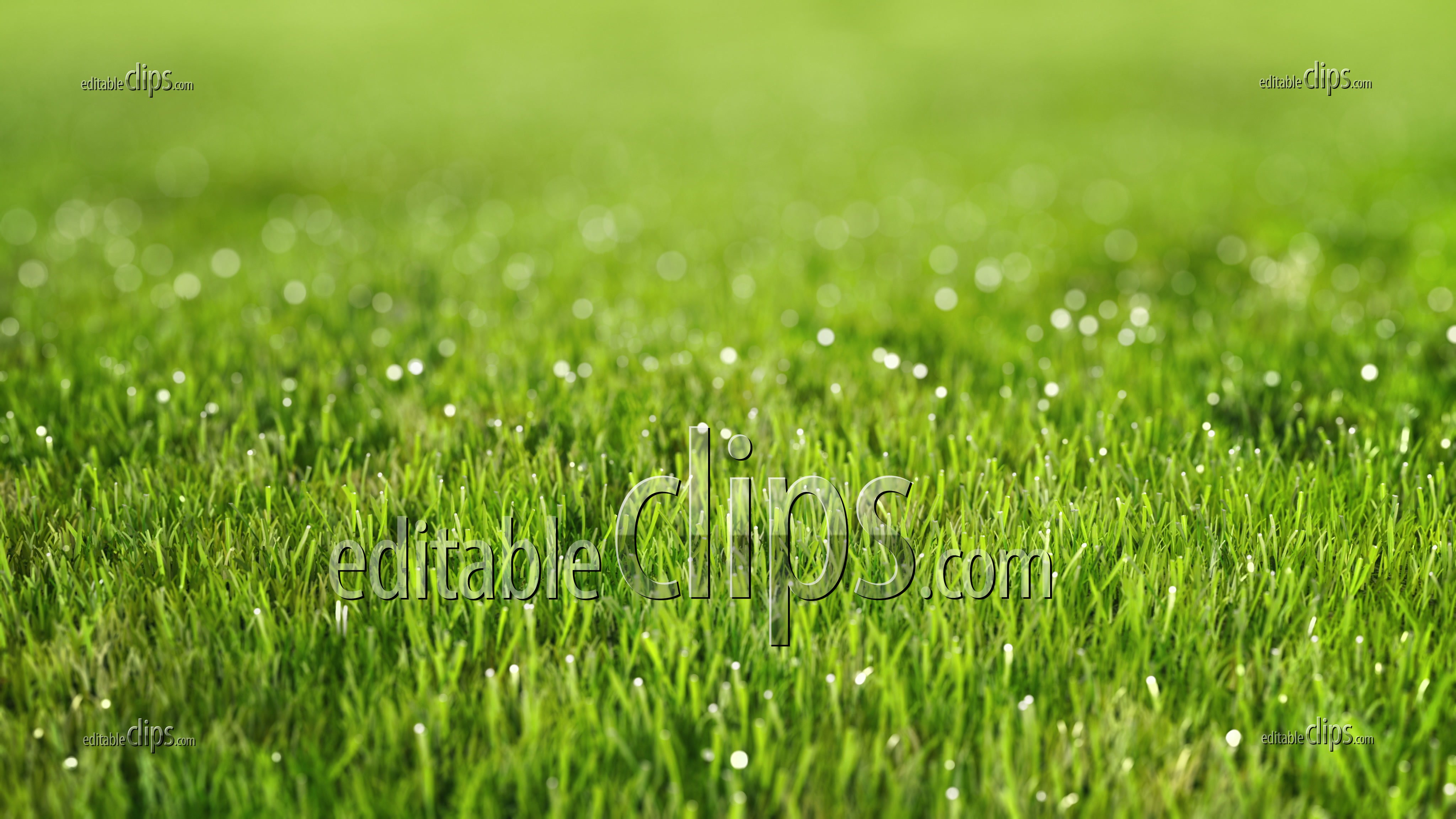 Perfect green lawn. Sward, 4k - Editable Clips