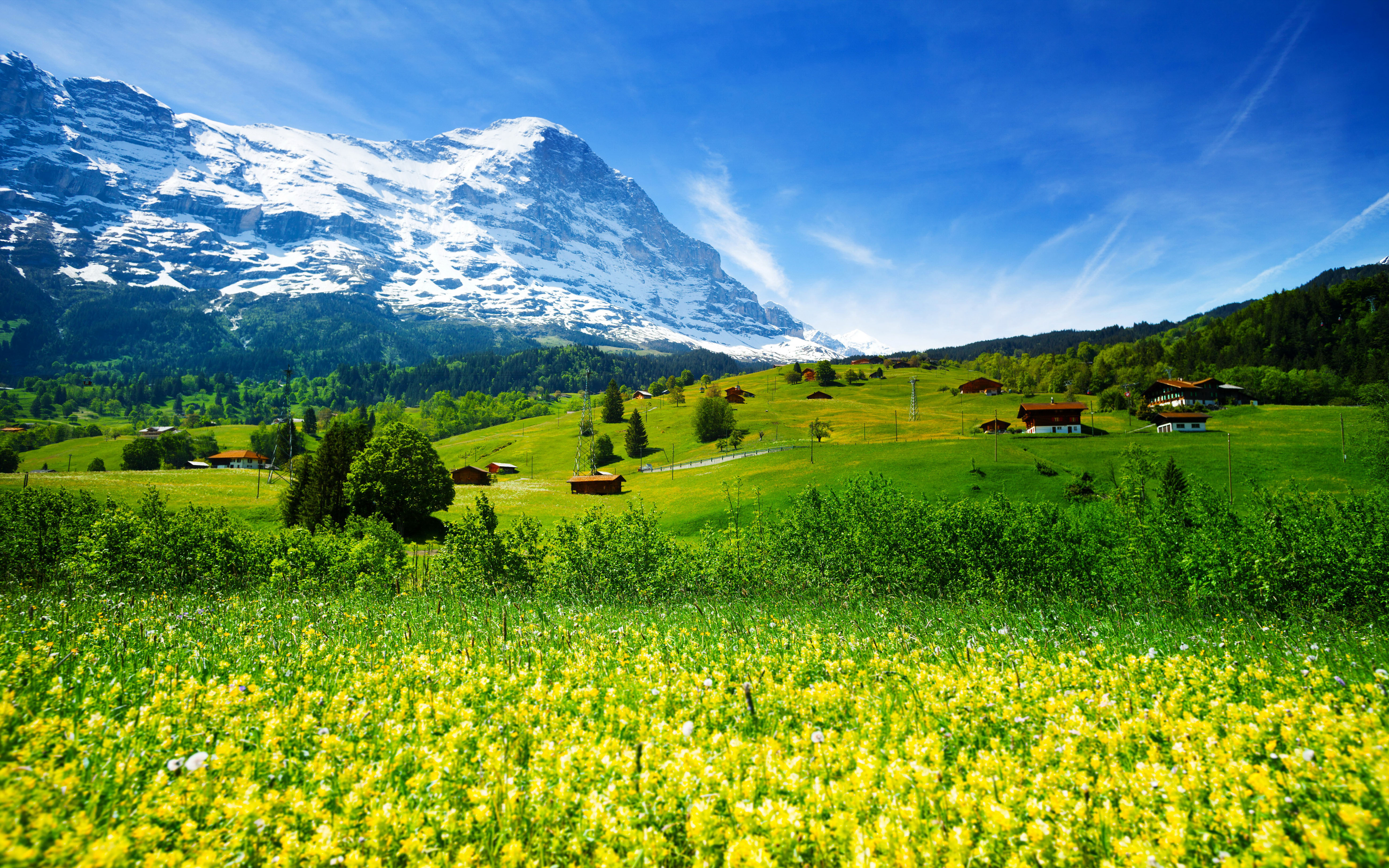 Spring-landscape-nature-Switzerland-meadow-with-yellow-flowers-and ...