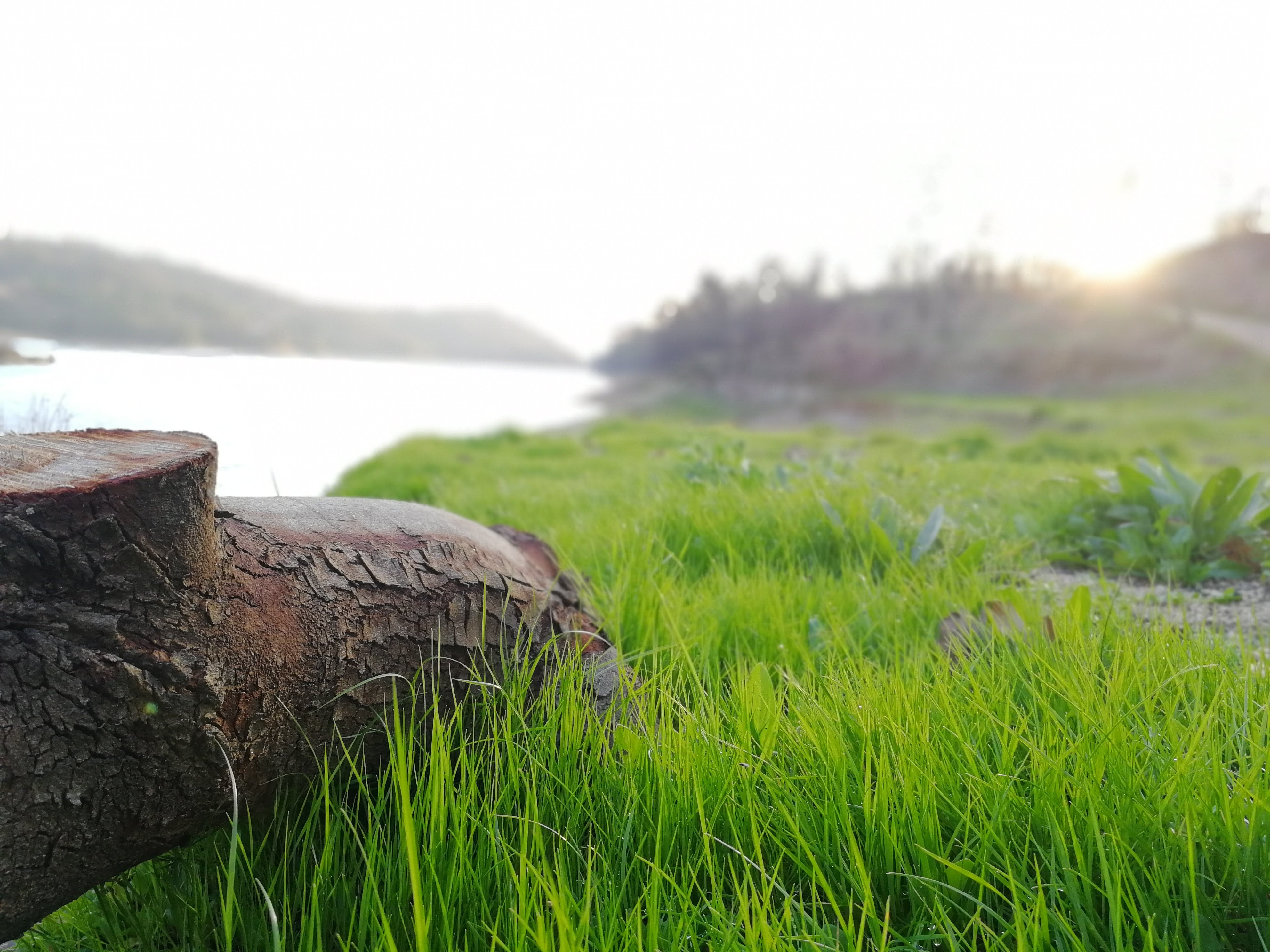 Selective Focus Photography of Brown Tree Trunk Near Green Grass ...