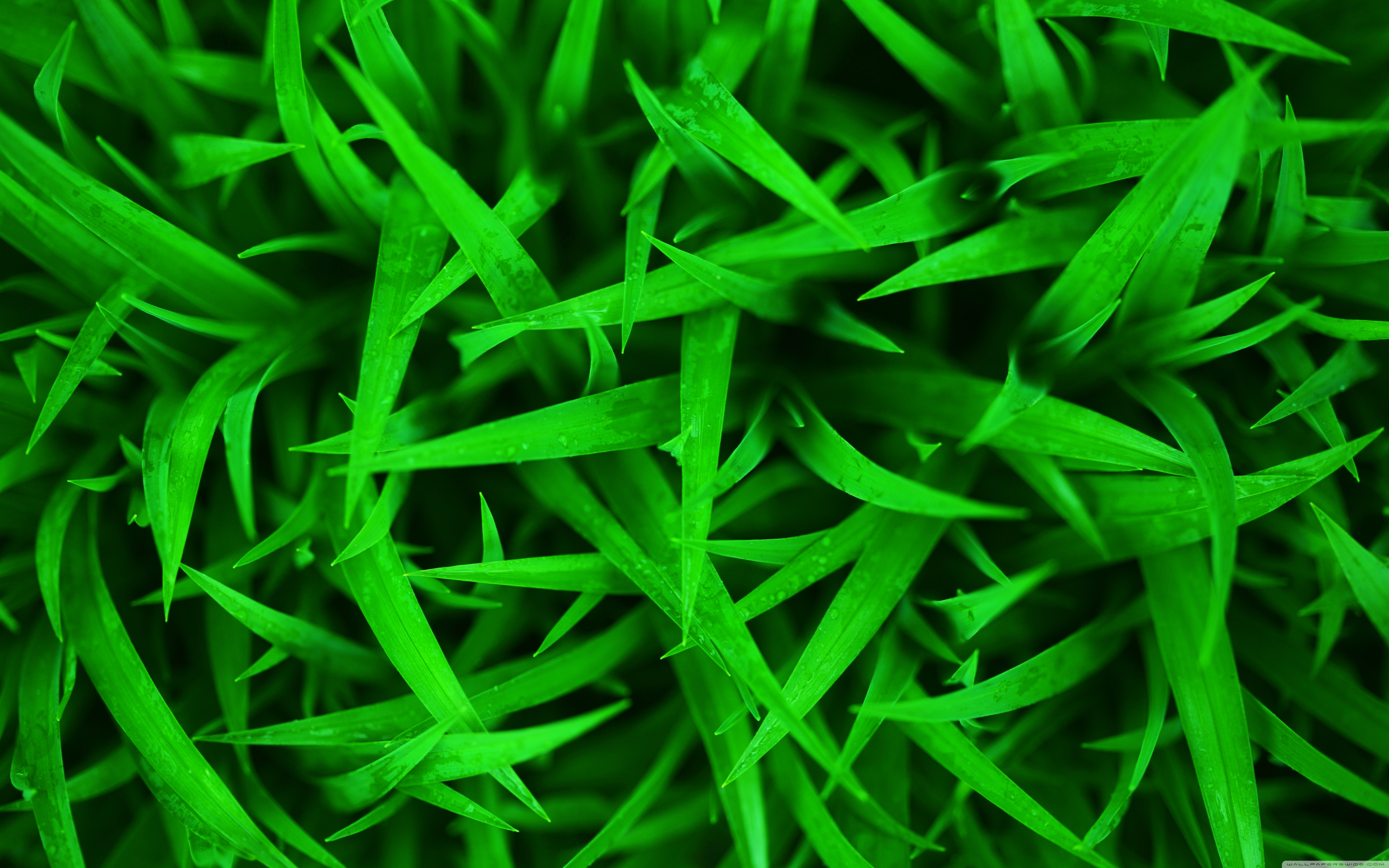 Green Grass Macro ❤ 4K HD Desktop Wallpaper for 4K Ultra HD TV ...